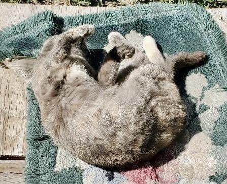 Enlarge Lena, a Adoptable mixed breed in Franklin, WV image 2/4