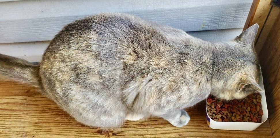 Enlarge Lena, a Adoptable mixed breed in Franklin, WV image 3/4