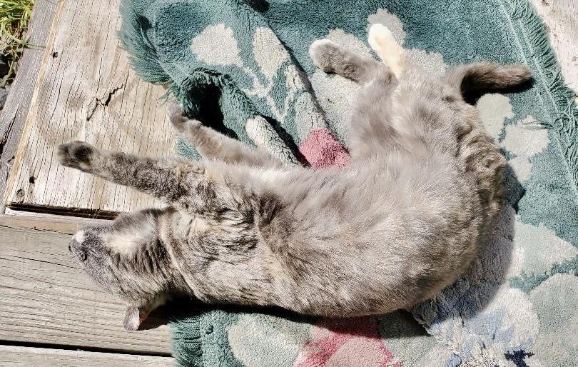 Enlarge Lena, a Adoptable mixed breed in Franklin, WV image 4/4