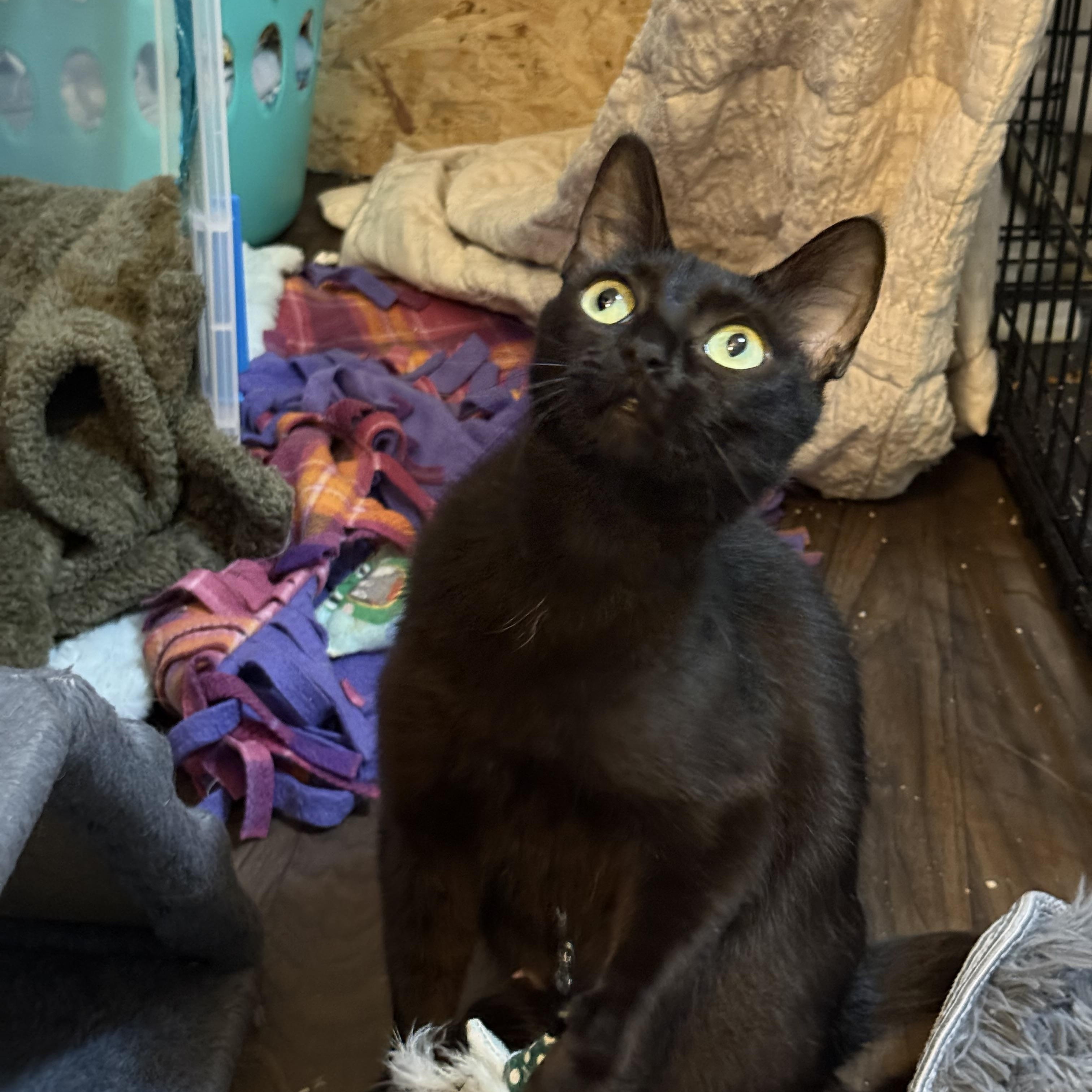 Enlarge Voidella, a ADOPTABLE Domestic Short Hair in Port Washington, WI image 6/6