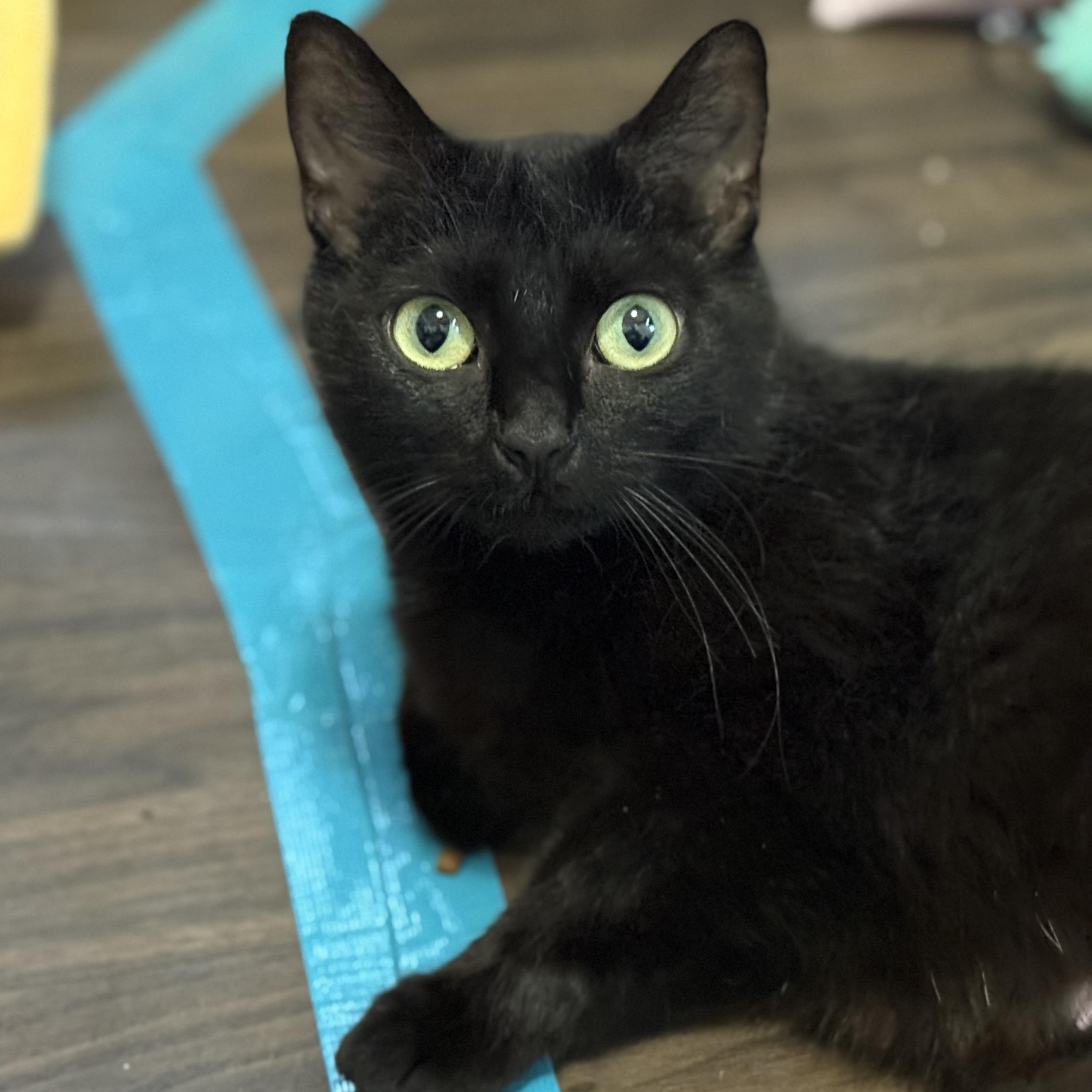 Voidella, a ADOPTABLE Domestic Short Hair in Port Washington, WI image 6/6