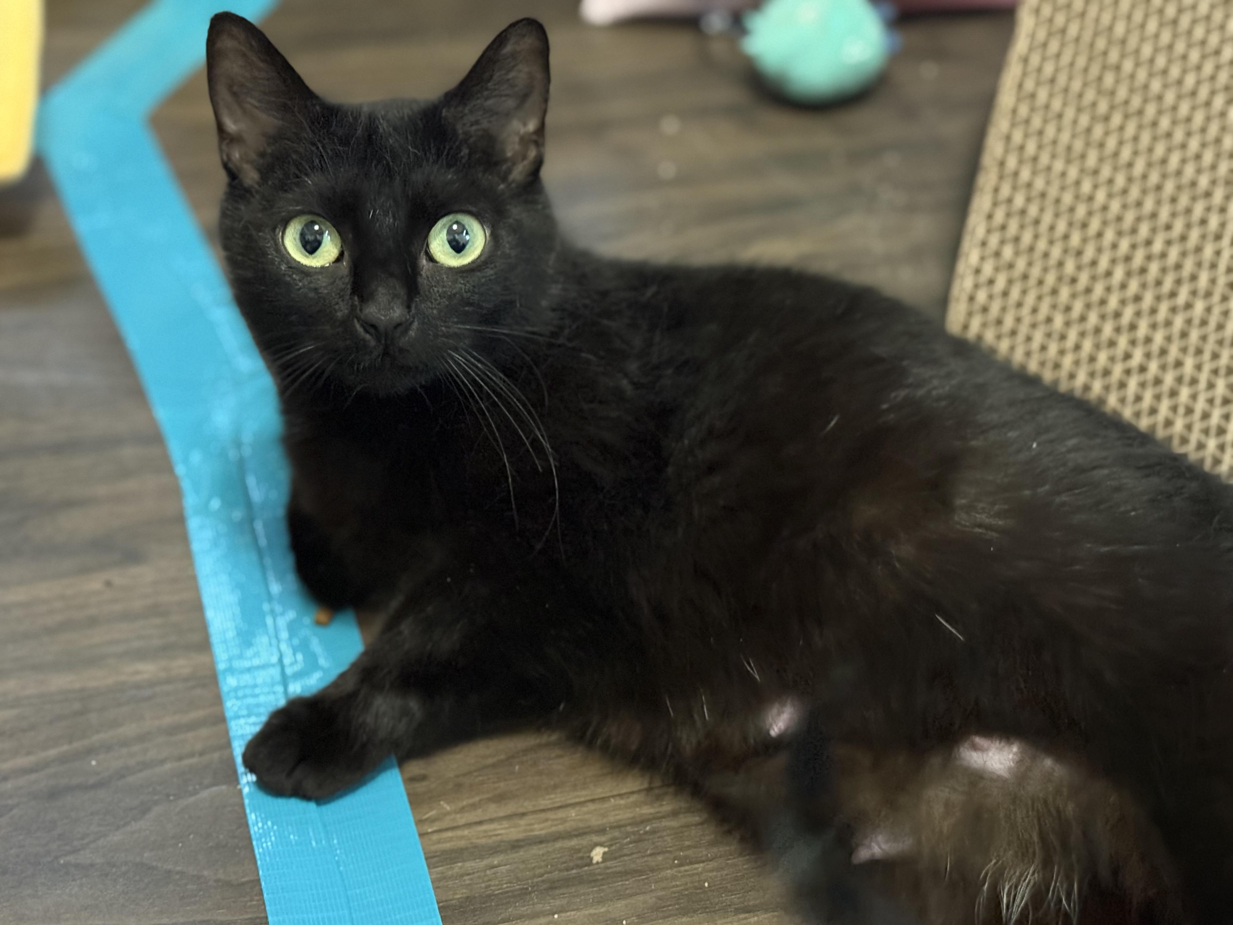 Enlarge Voidella, a ADOPTABLE Domestic Short Hair in Port Washington, WI image 1/2