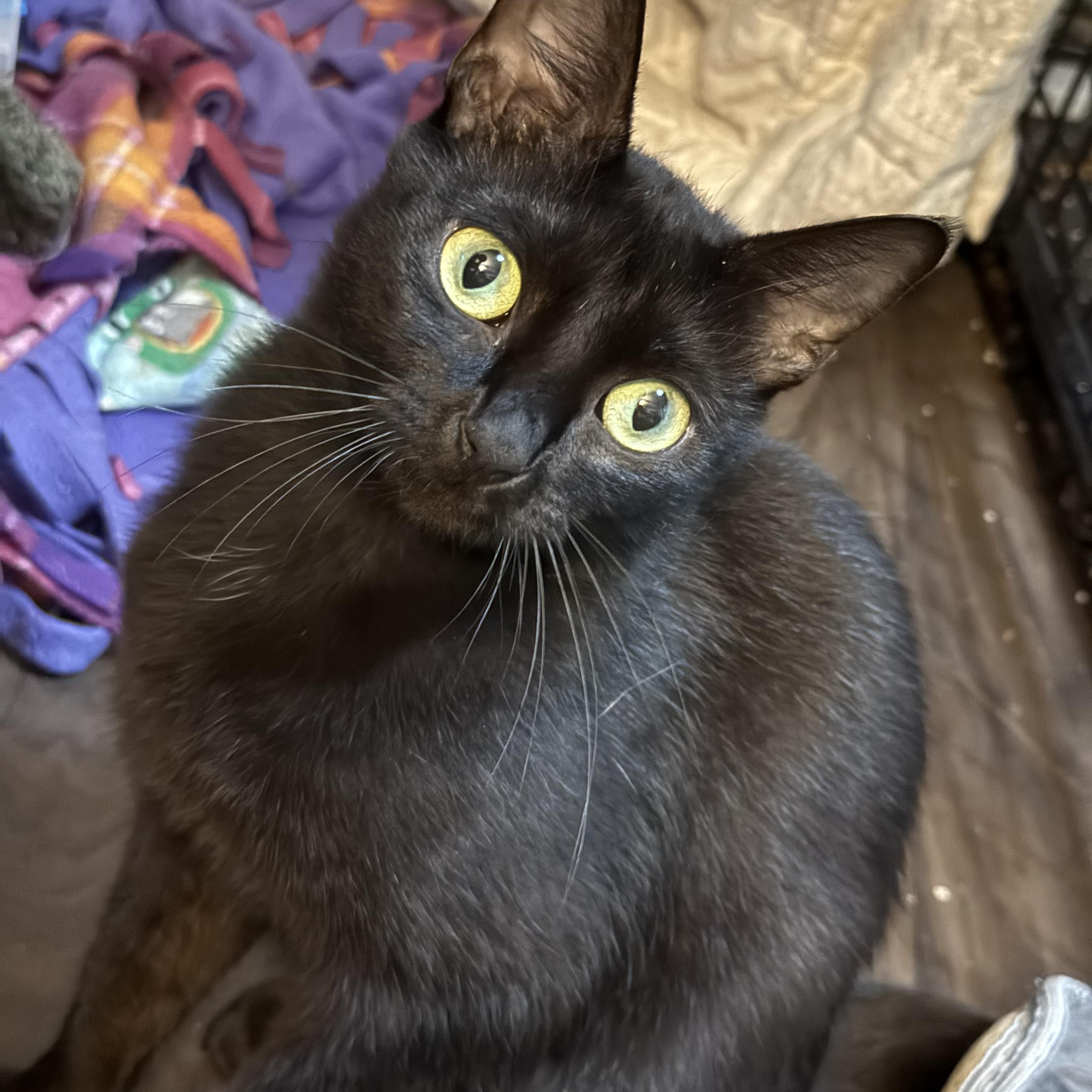 Voidella, ADOPTABLE, Adult Female Domestic Short Hair.
