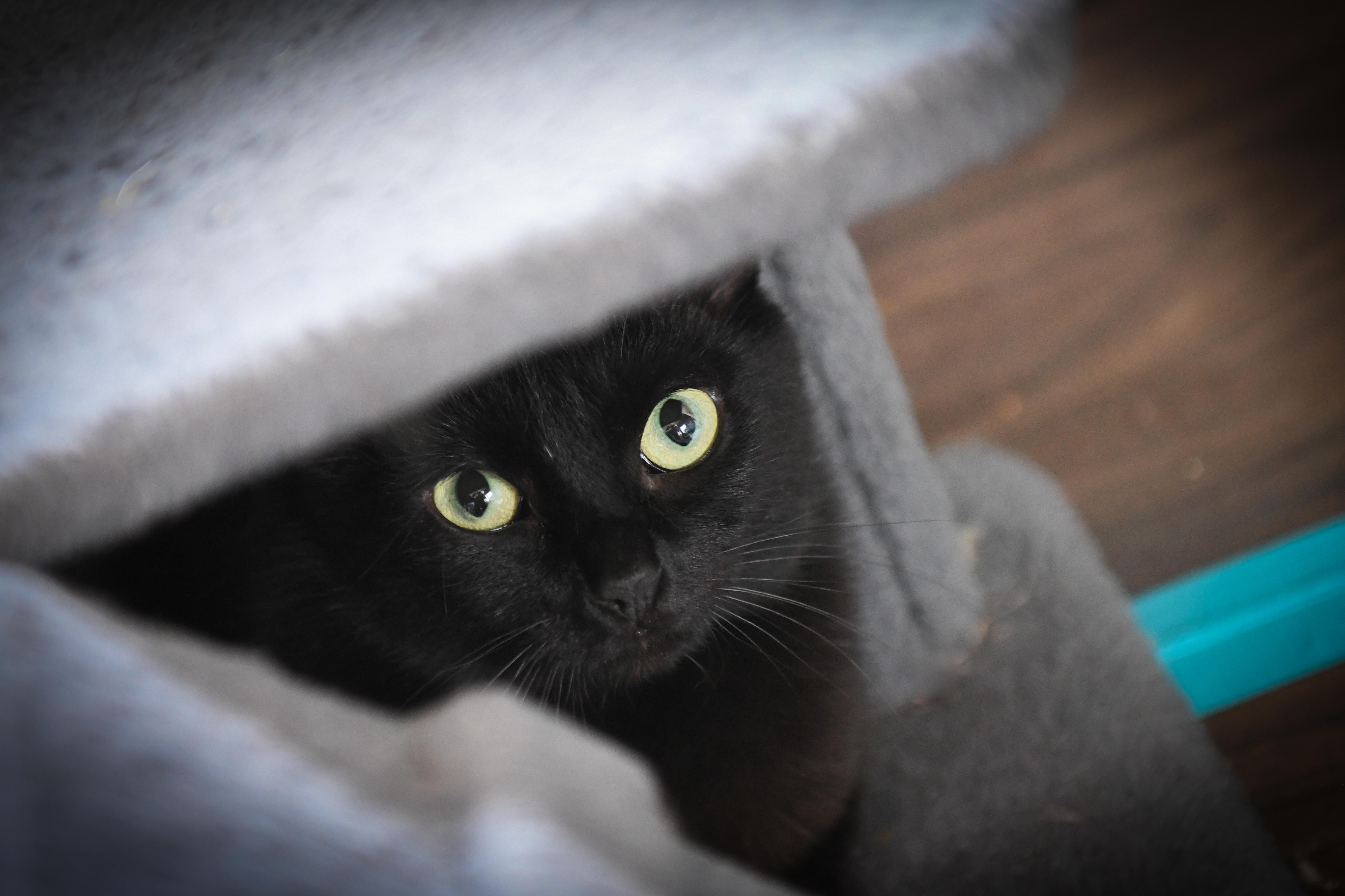Enlarge Voidella, a ADOPTABLE Domestic Short Hair in Port Washington, WI image 2/6