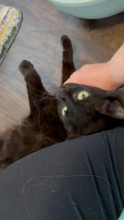 Enlarge Voidella, a ADOPTABLE Domestic Short Hair in Port Washington, WI video 2/2