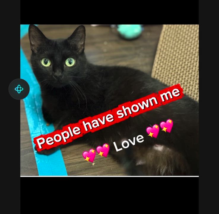 Enlarge Voidella, a ADOPTABLE Domestic Short Hair in Port Washington, WI video 4/6