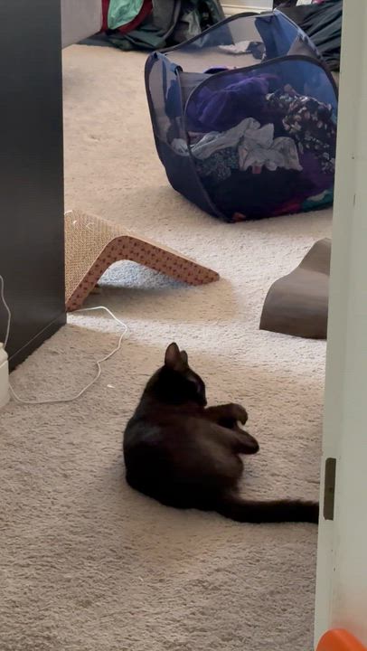 Enlarge Voidella, a ADOPTABLE Domestic Short Hair in Port Washington, WI video 3/6