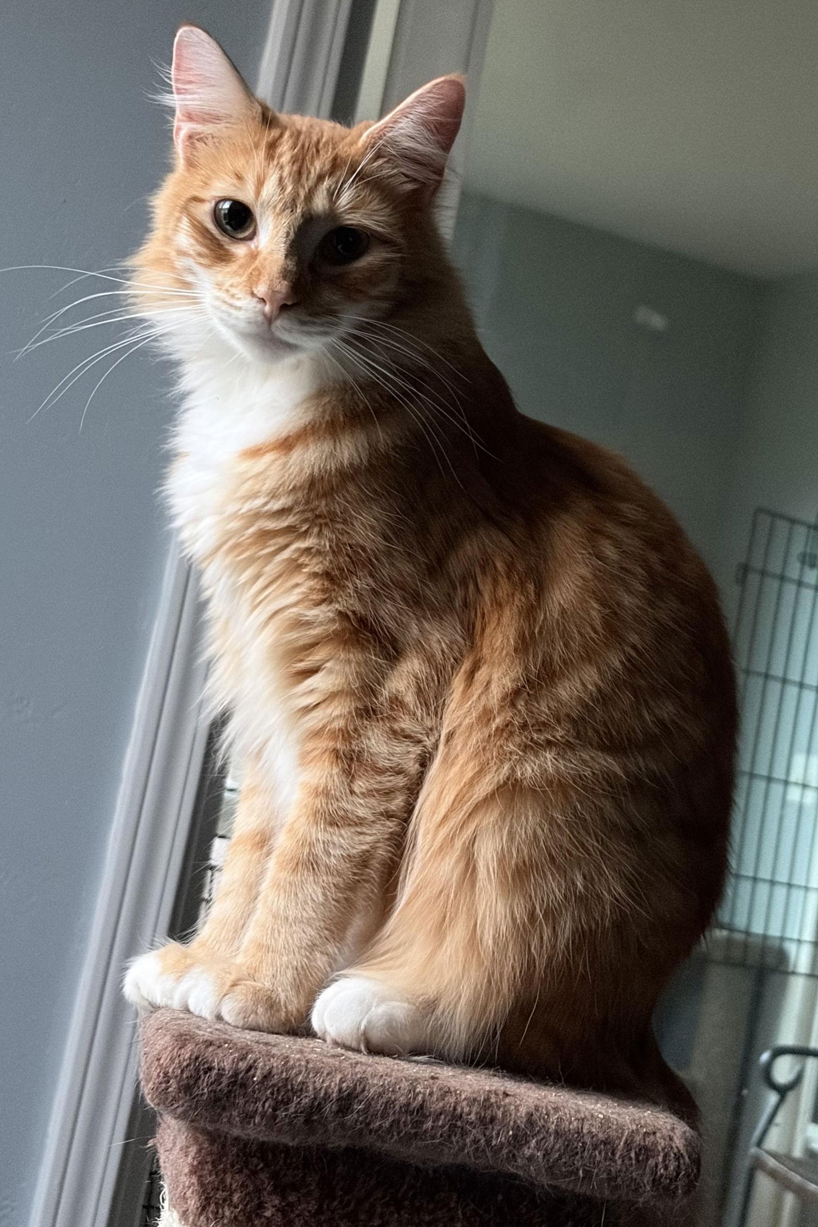 Heathcliff (& Felix), Adoptable, Young Male Domestic Medium Hair.