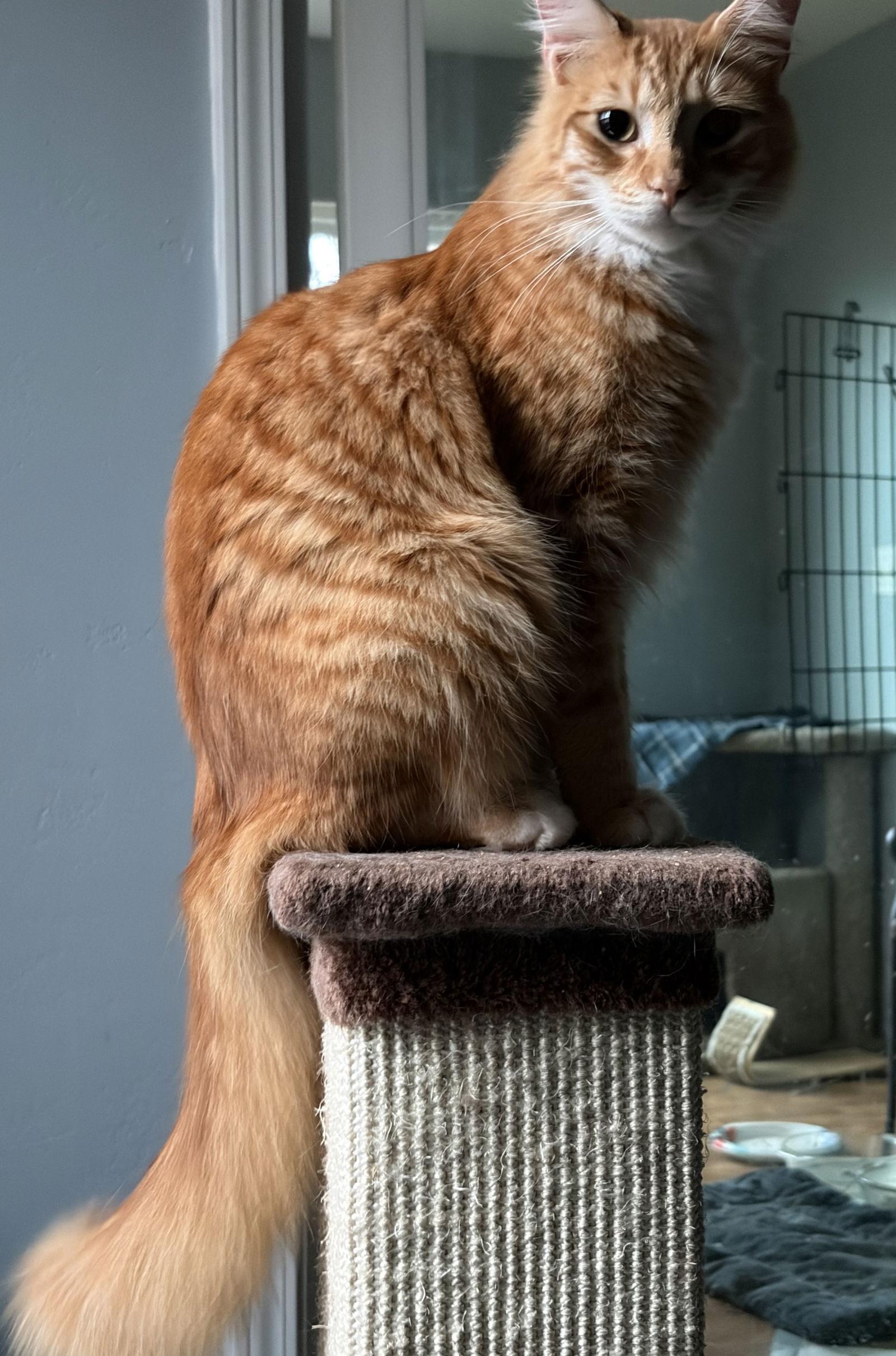 Enlarge Heathcliff (& Felix), a Adoptable Domestic Medium Hair in Castro Valley, CA image 2/3