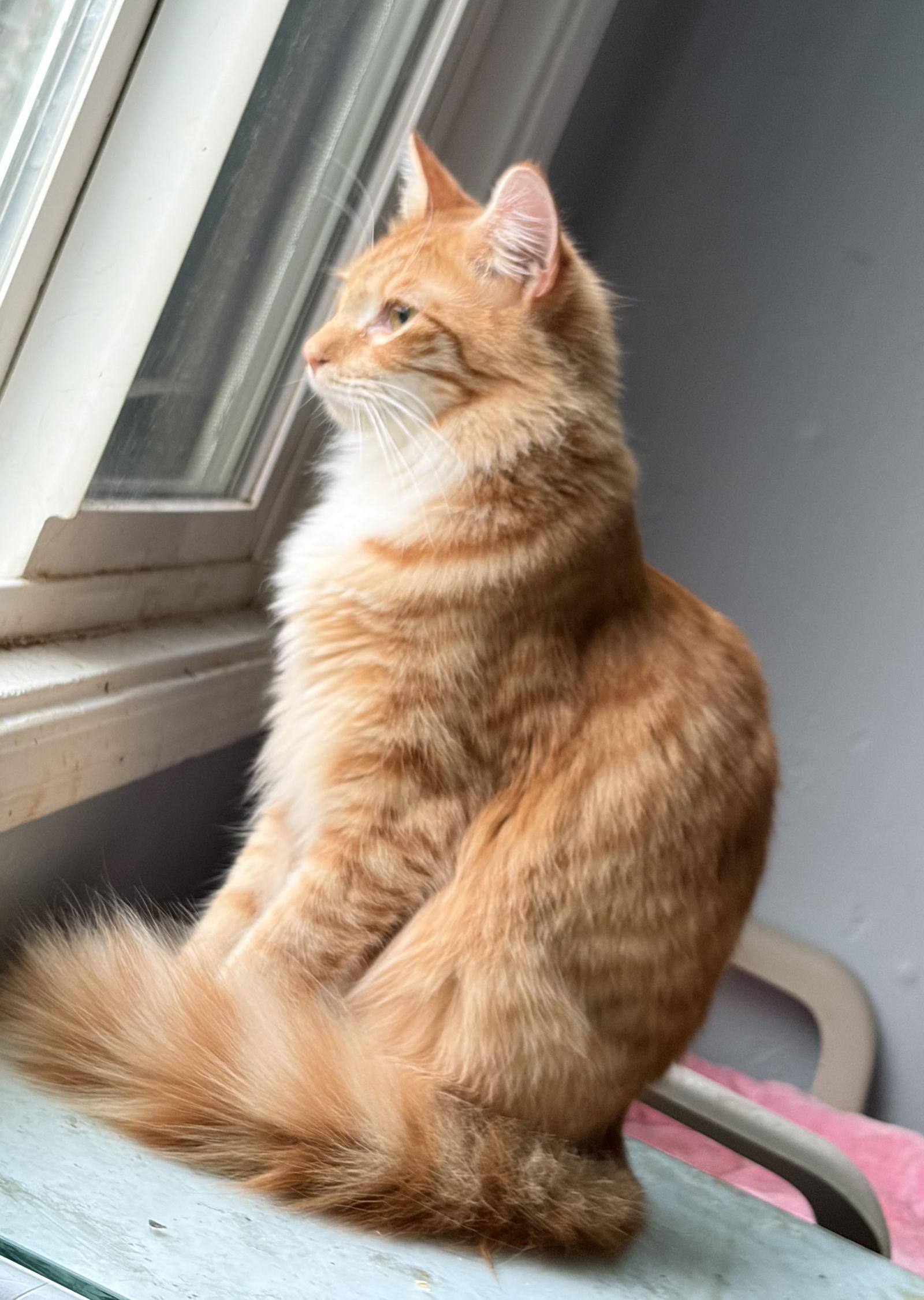 Enlarge Heathcliff (& Felix), a Adoptable Domestic Medium Hair in Castro Valley, CA image 3/3