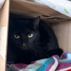 Shadow, Adoptable, Adult Female Domestic Short Hair.