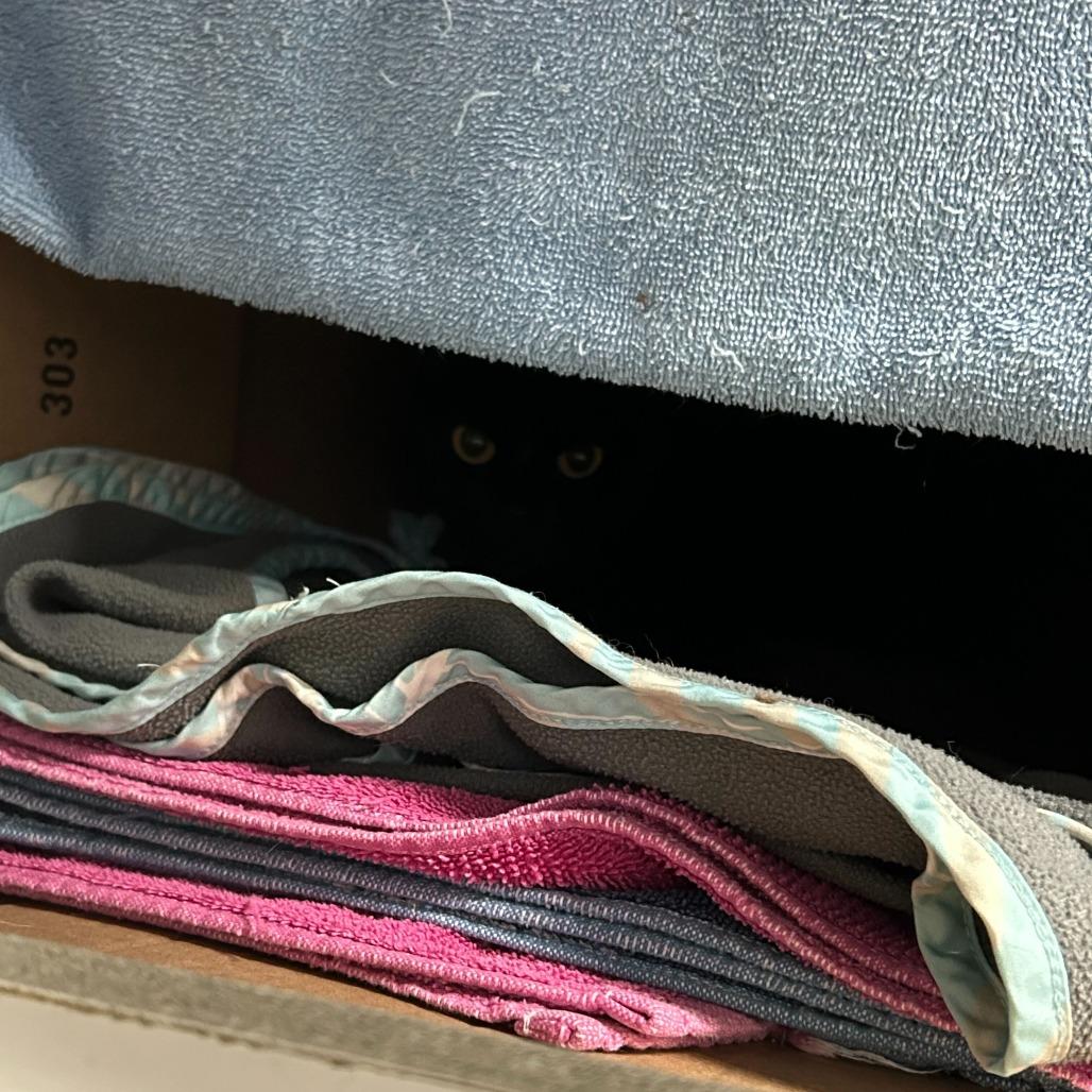 Enlarge Shadow, a Adoptable Domestic Short Hair in Dover, NH image 2/2