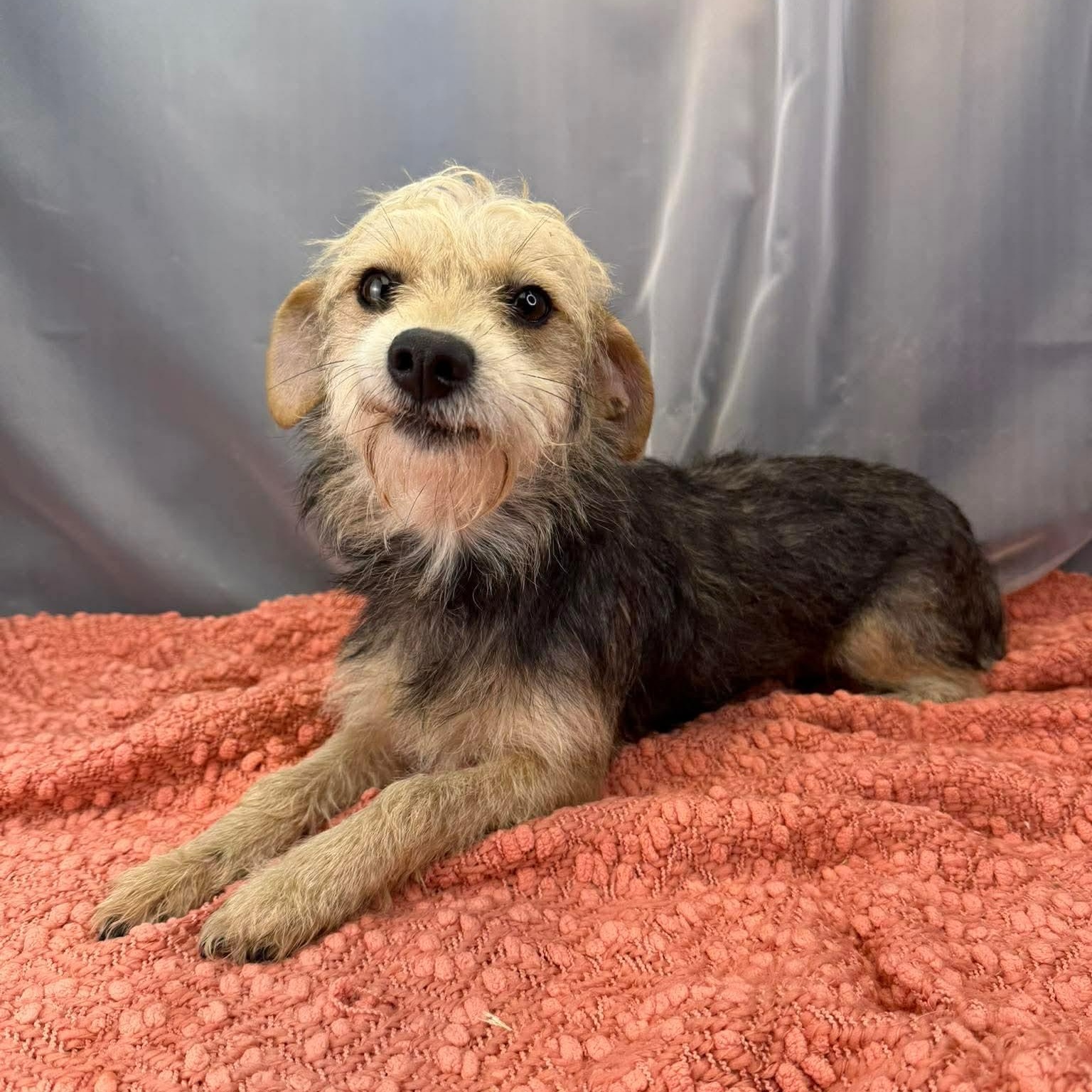 Enlarge Demi, a Adoptable Wire Fox Terrier in Southfield , MI image 3/6