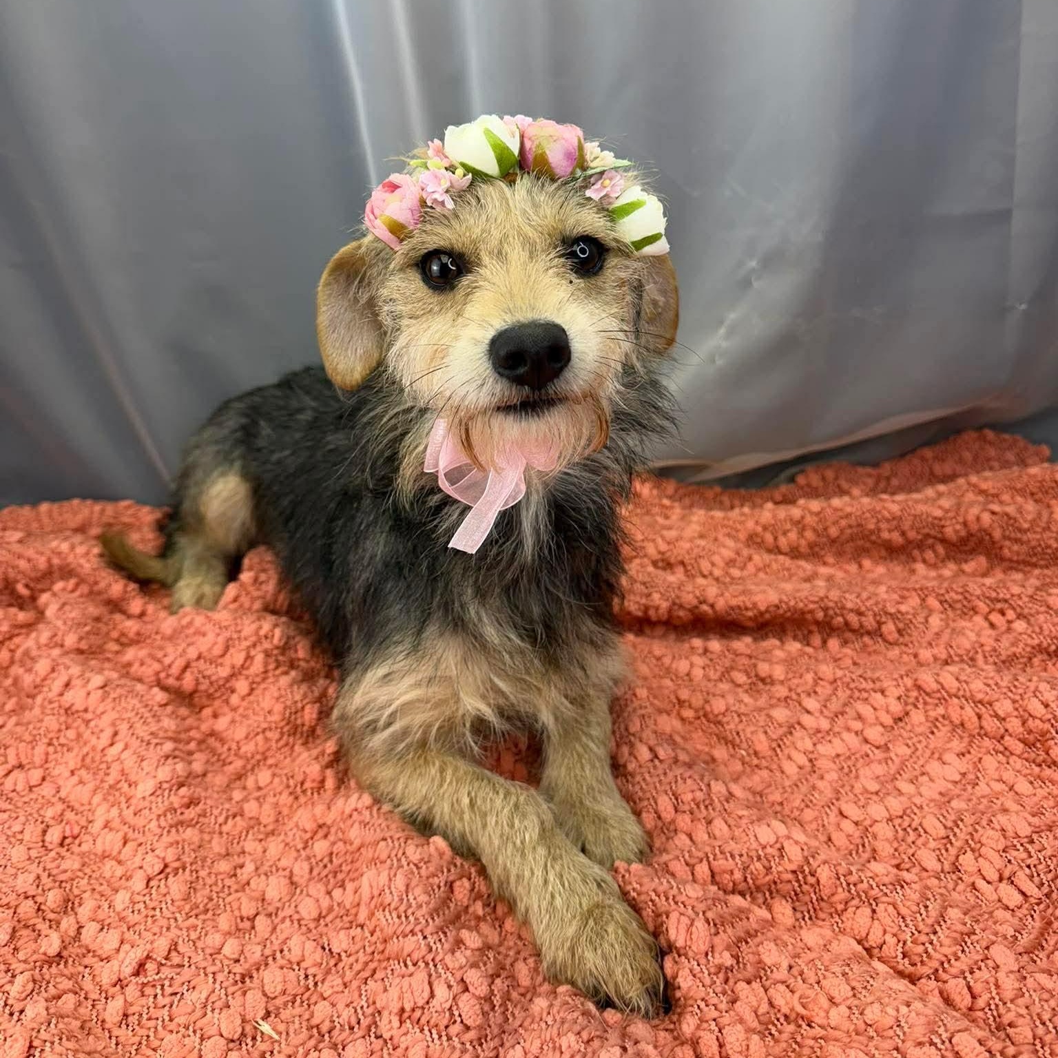 Enlarge Demi, a Adoptable Wire Fox Terrier in Southfield , MI image 1/6