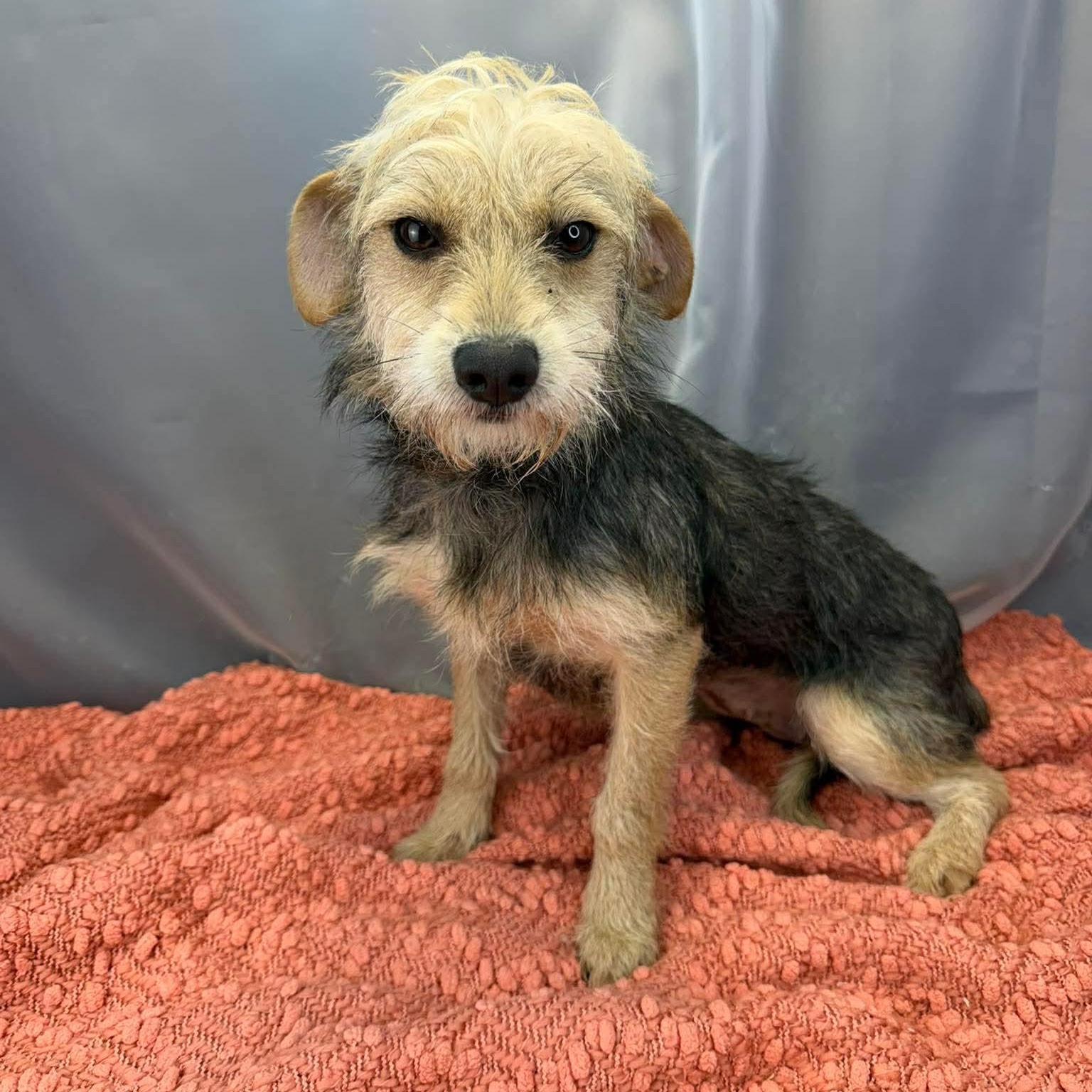 Enlarge Demi, a Adoptable Wire Fox Terrier in Southfield , MI image 4/6