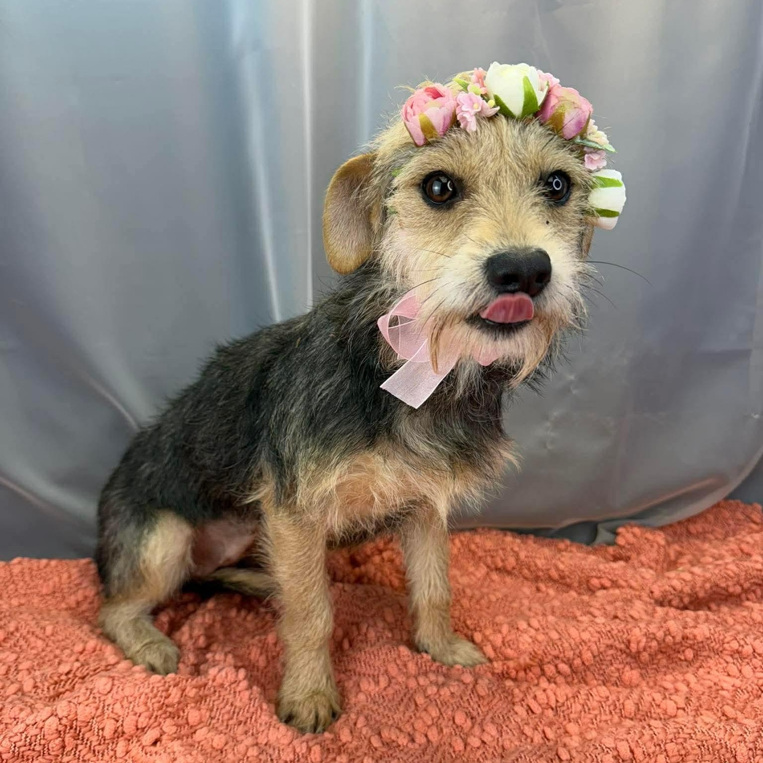 Enlarge Demi, a Adoptable Wire Fox Terrier in Southfield , MI image 2/6