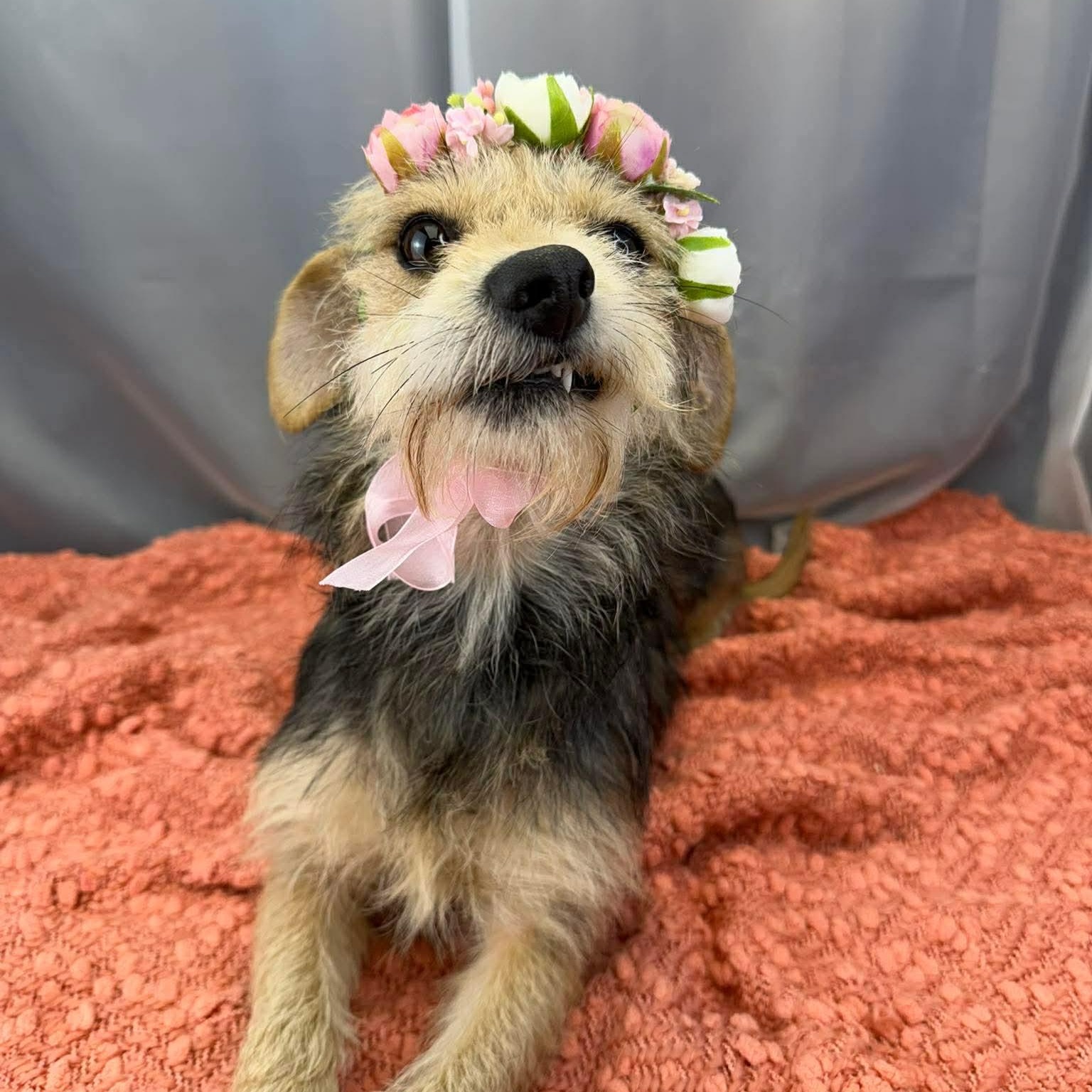 Enlarge Demi, a Adoptable Wire Fox Terrier in Southfield , MI image 6/6
