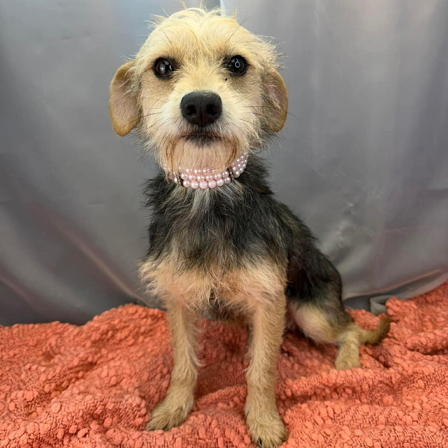 Enlarge Demi, a Adoptable Wire Fox Terrier in Southfield , MI image 5/6