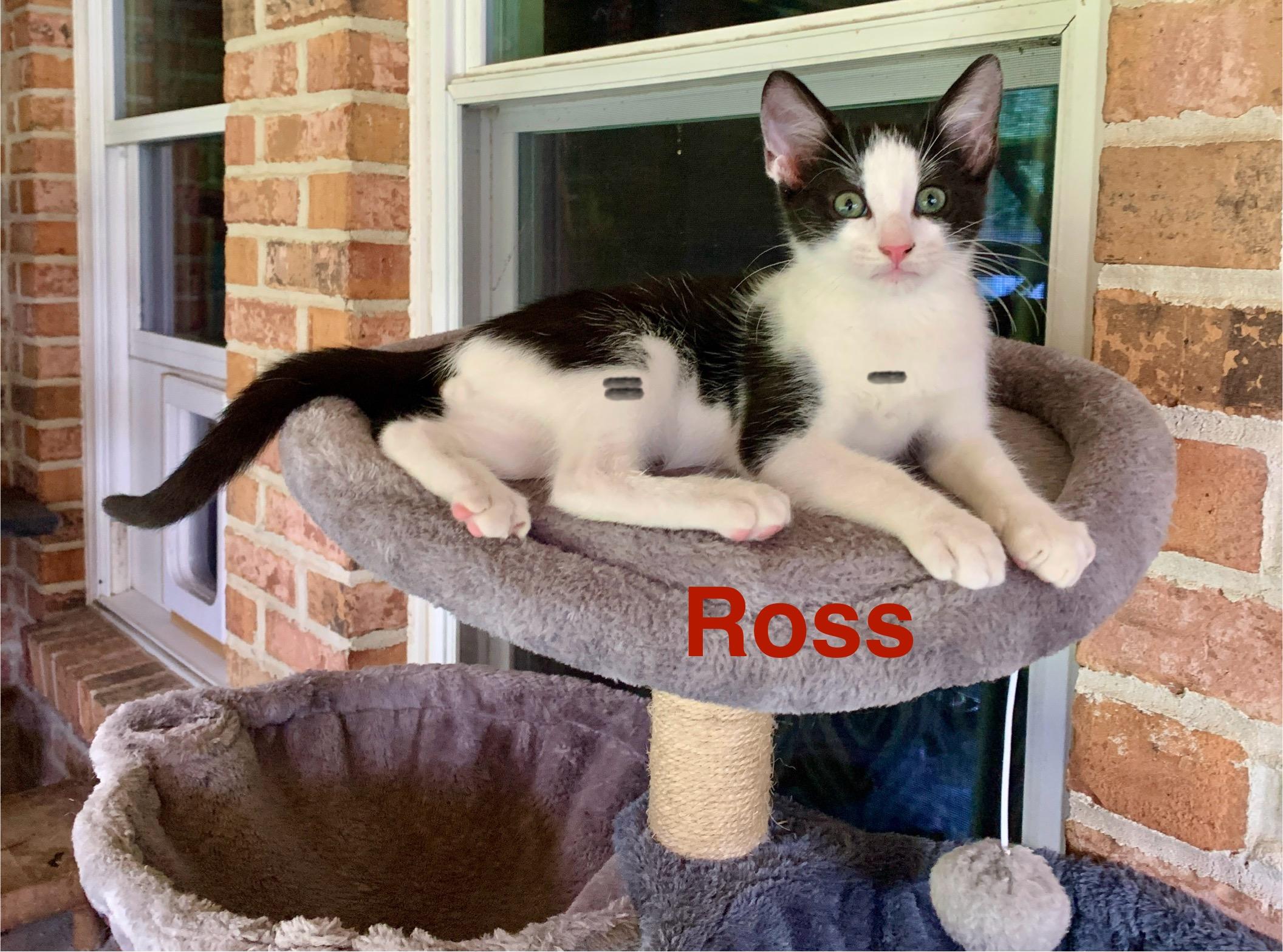 Enlarge Ross, a hold Tuxedo in Bonaire, GA image 5/6