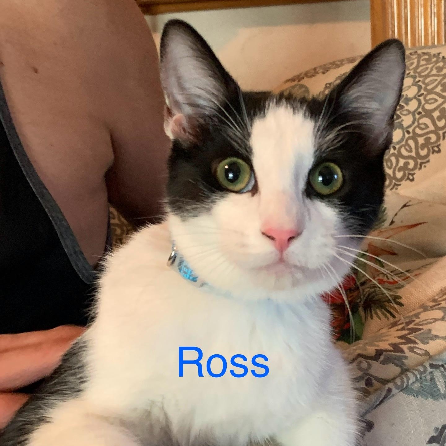 Ross, adopted, Kitten Male Tuxedo.