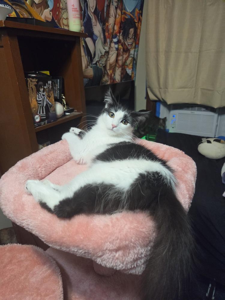 Honey dew photo