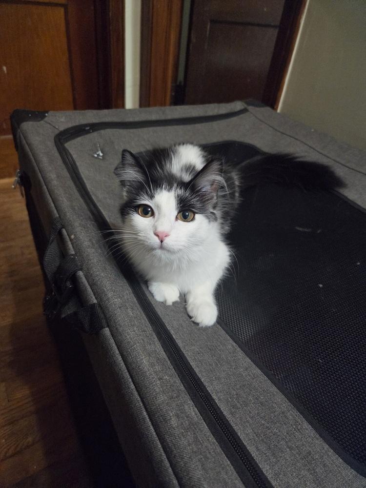 Enlarge Honey dew, a Adoptable Domestic Long Hair in Lincoln Park, MI image 2/4