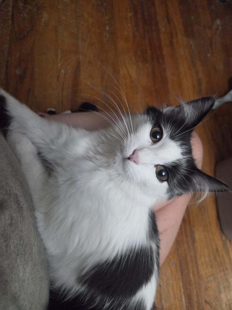 Enlarge Honey dew, a Adoptable Domestic Long Hair in Lincoln Park, MI image 3/4
