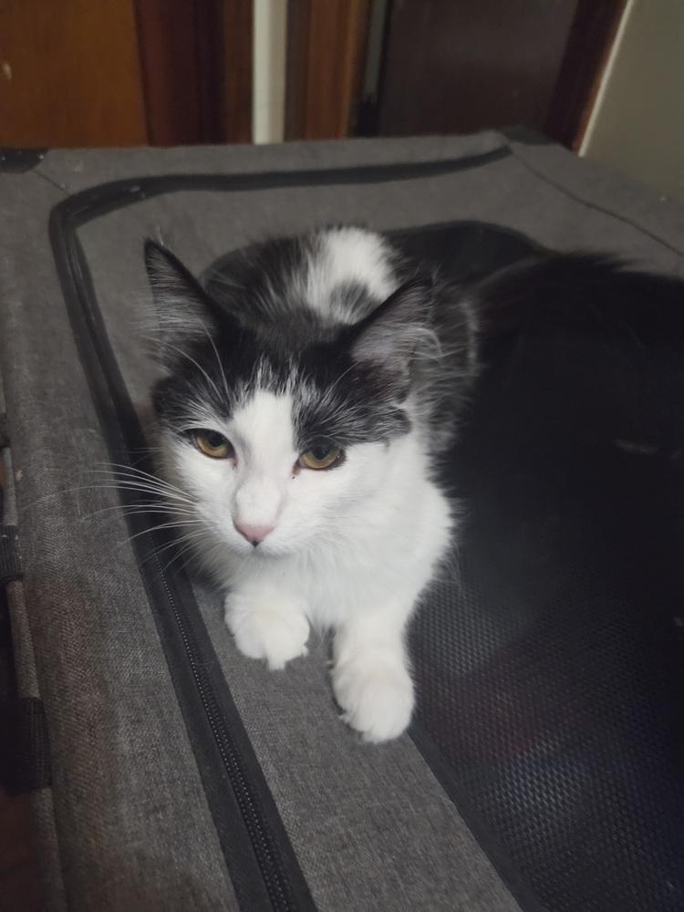 Enlarge Honey dew, a Adoptable Domestic Long Hair in Lincoln Park, MI image 4/4