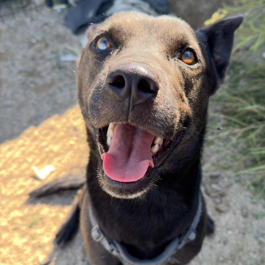 SLY 25-60, Adoptable, Adult Male Pit Bull Terrier.