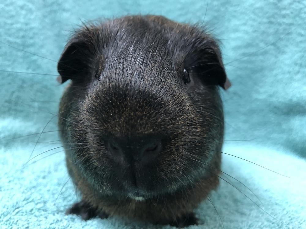 Leonid (Bonded to Reggie Rascal), Adoptable, Adult Male Guinea Pig.