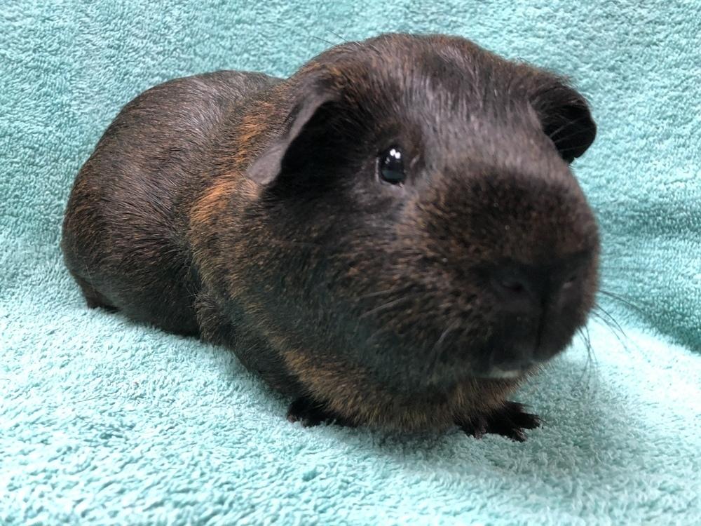 Enlarge Leonid (Bonded to Reggie Rascal), a Adoptable Guinea Pig in San Diego, CA image 2/3