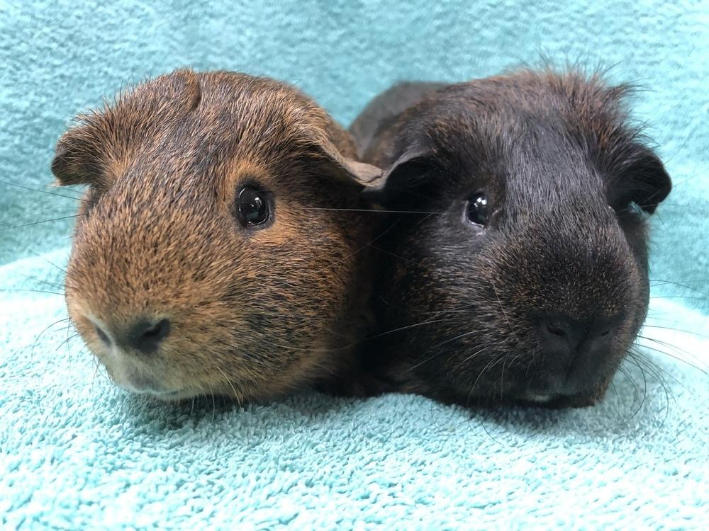 Enlarge Leonid (Bonded to Reggie Rascal), a Adoptable Guinea Pig in San Diego, CA image 3/3