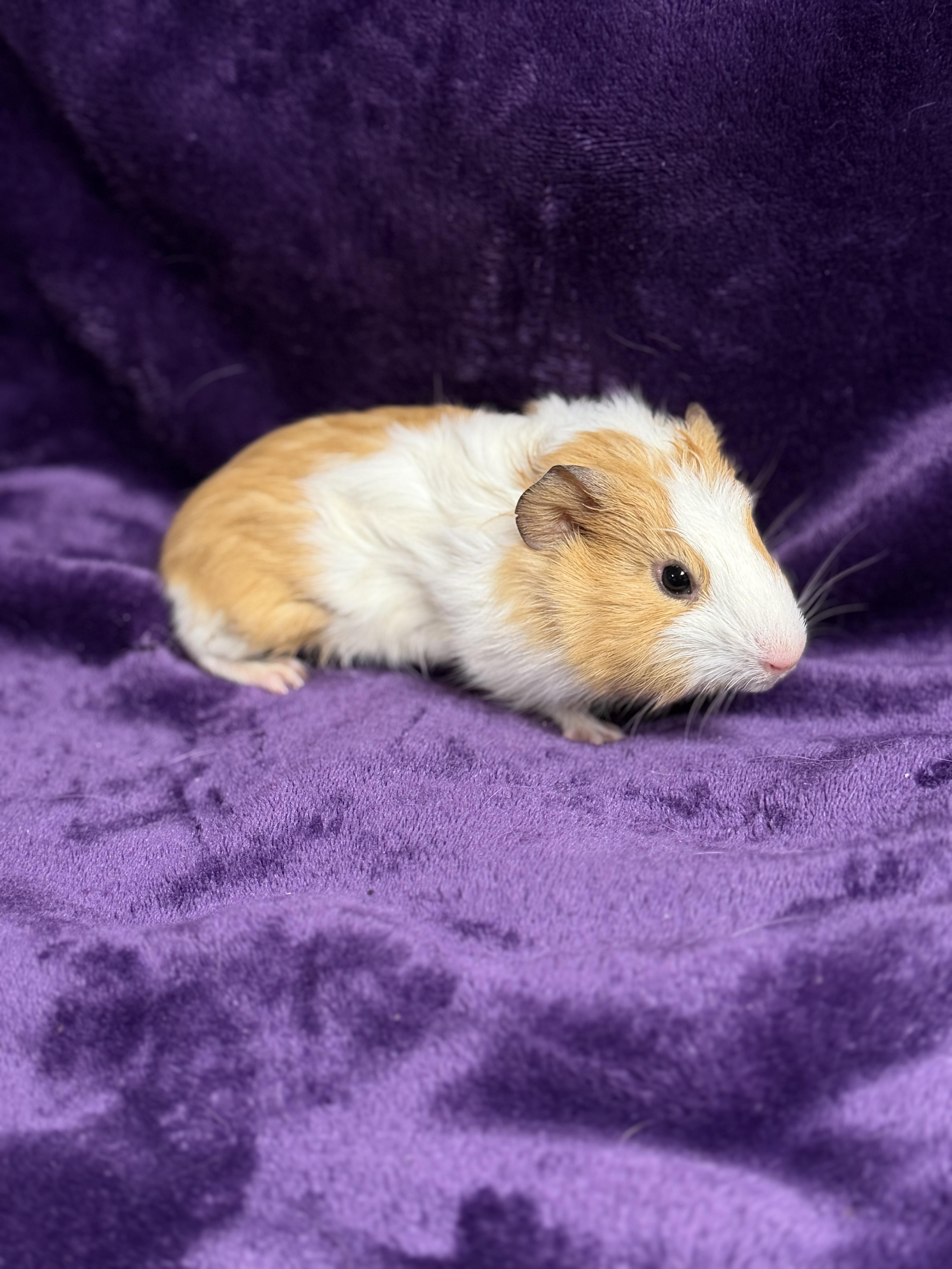 Enlarge Michelle: video!!, a ADOPTABLE Guinea Pig in Edinburg, PA image 6/6