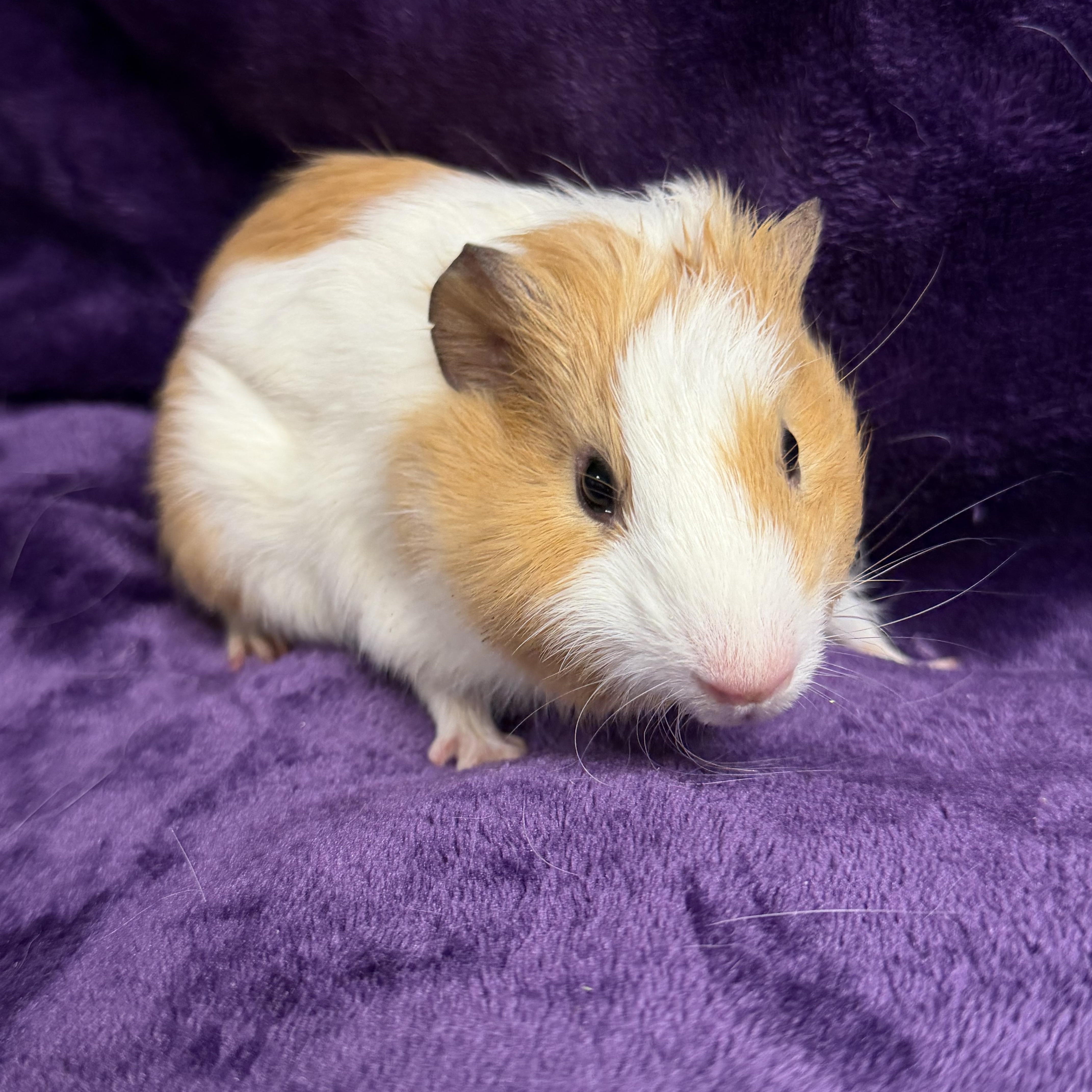 Enlarge Michelle: video!!, a ADOPTABLE Guinea Pig in Edinburg, PA image 1/6