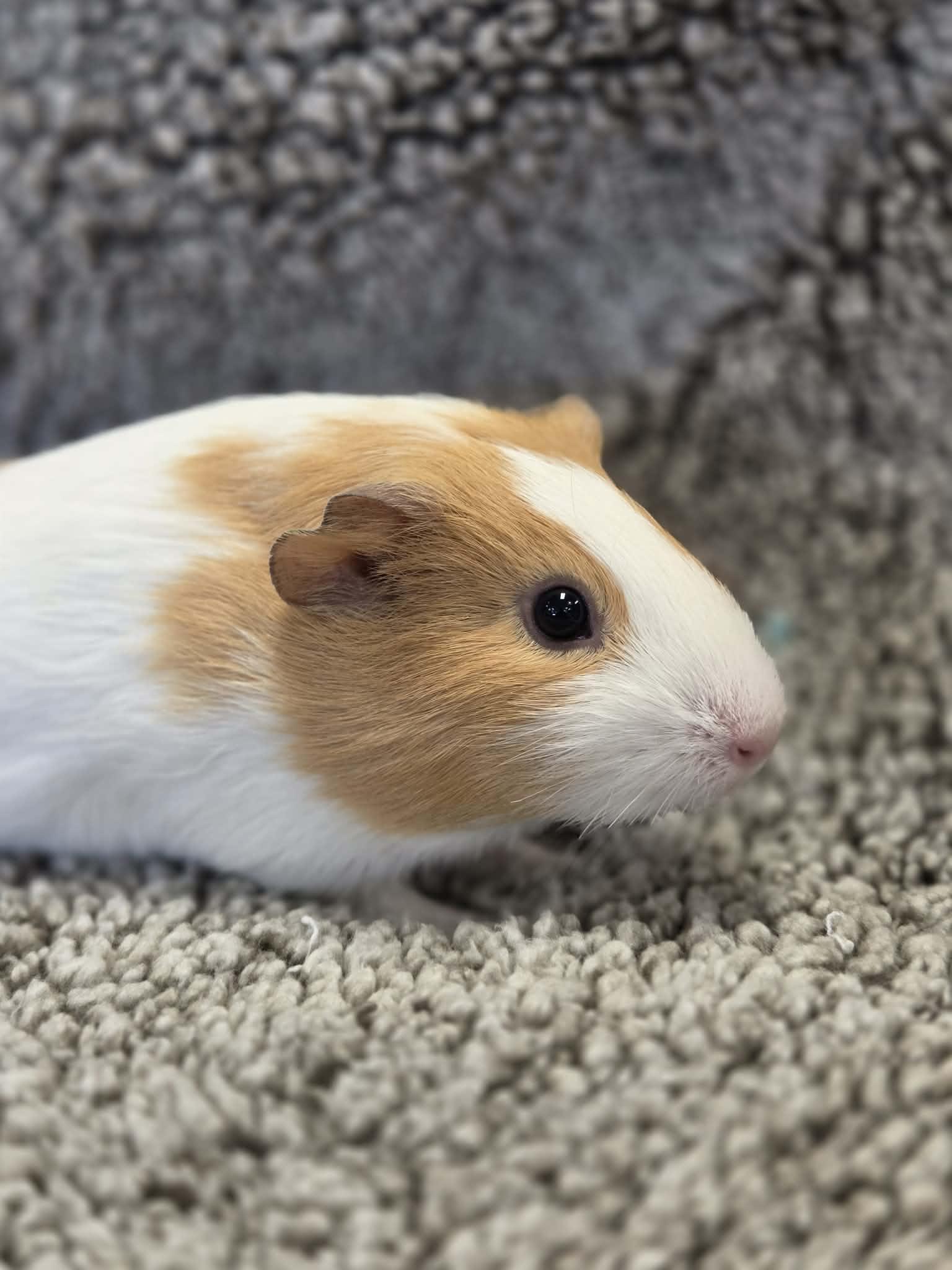 Enlarge Michelle: video!!, a ADOPTABLE Guinea Pig in Edinburg, PA image 6/6