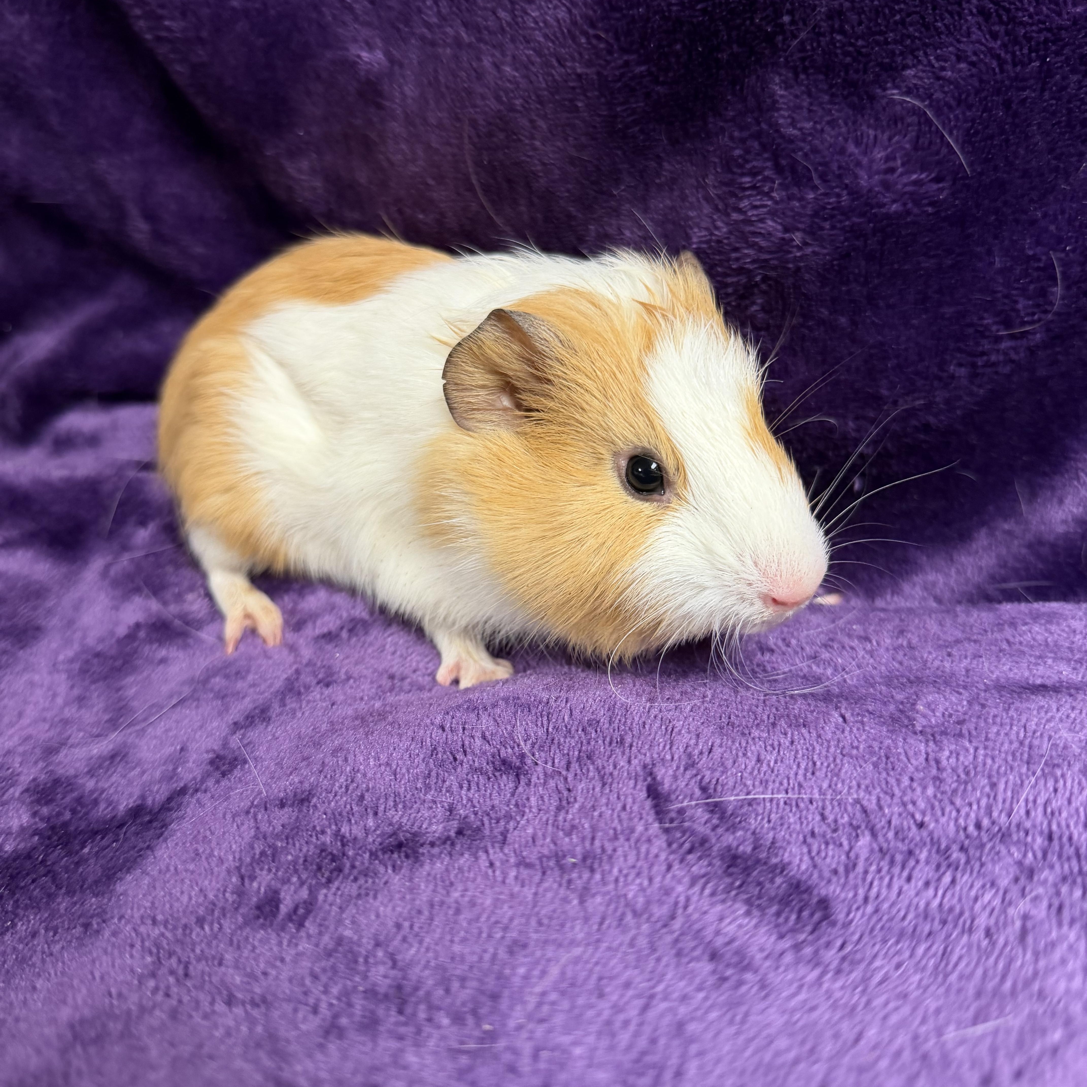Enlarge Michelle: video!!, a ADOPTABLE Guinea Pig in Edinburg, PA image 2/6