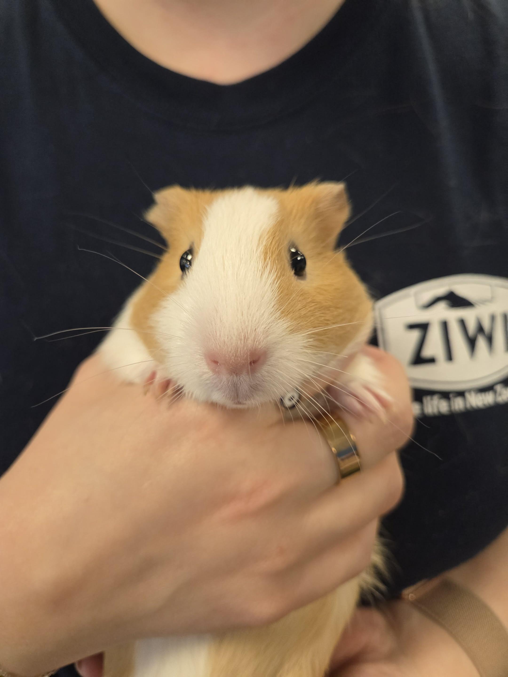 Enlarge Michelle: video!!, a ADOPTABLE Guinea Pig in Edinburg, PA image 2/6