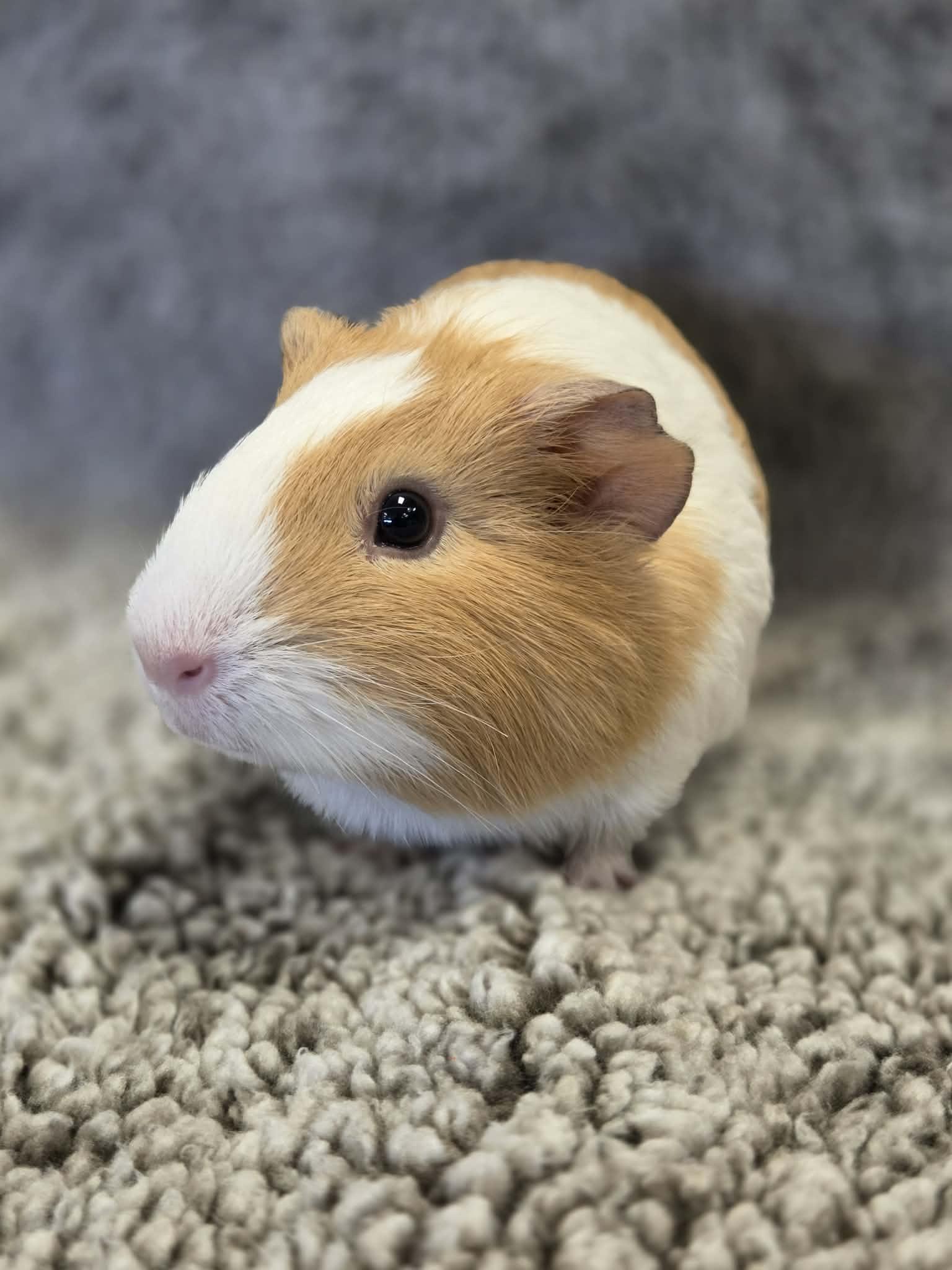 Michelle: video!!, ADOPTABLE, Young Female Guinea Pig.