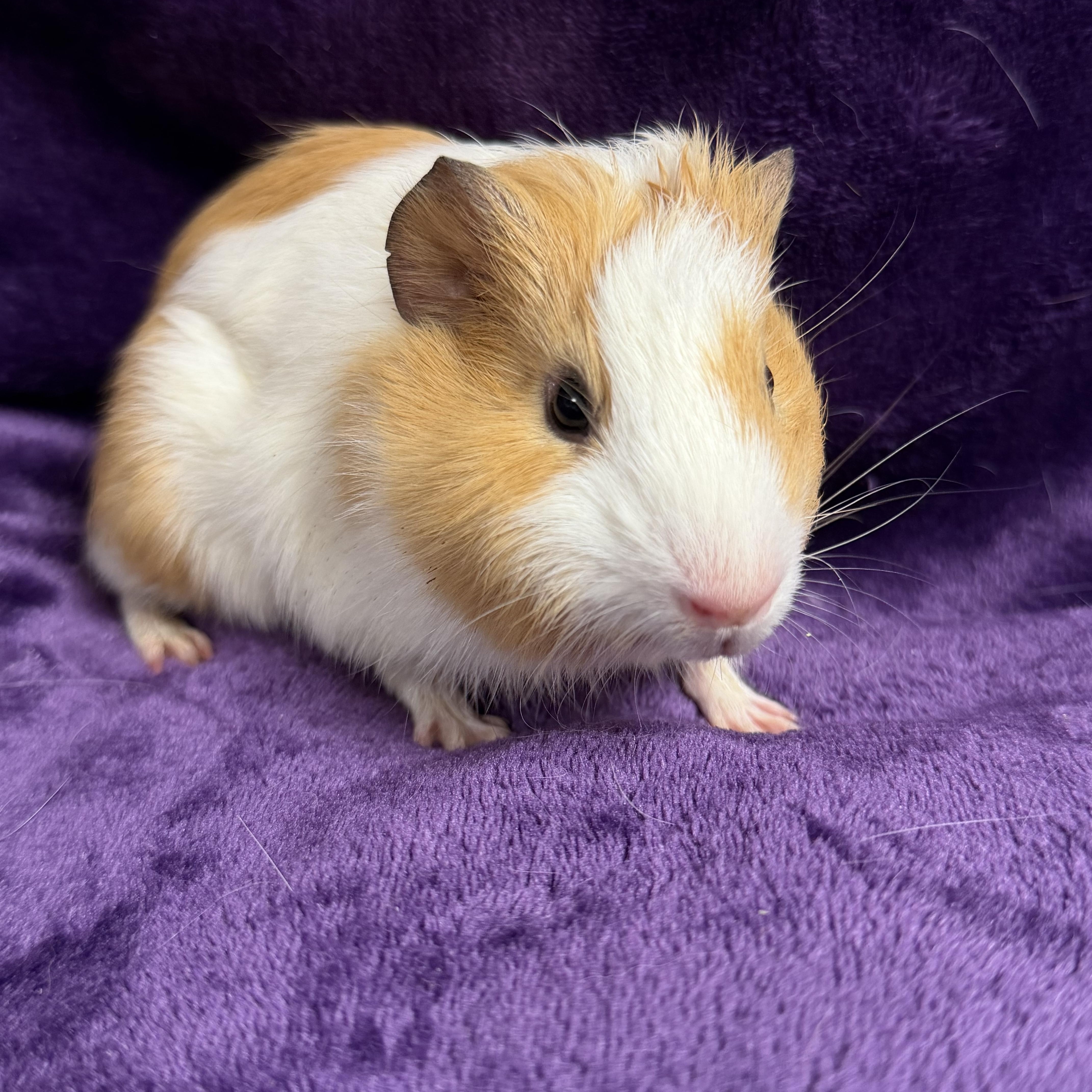 Enlarge Michelle: video!!, a ADOPTABLE Guinea Pig in Edinburg, PA image 5/6