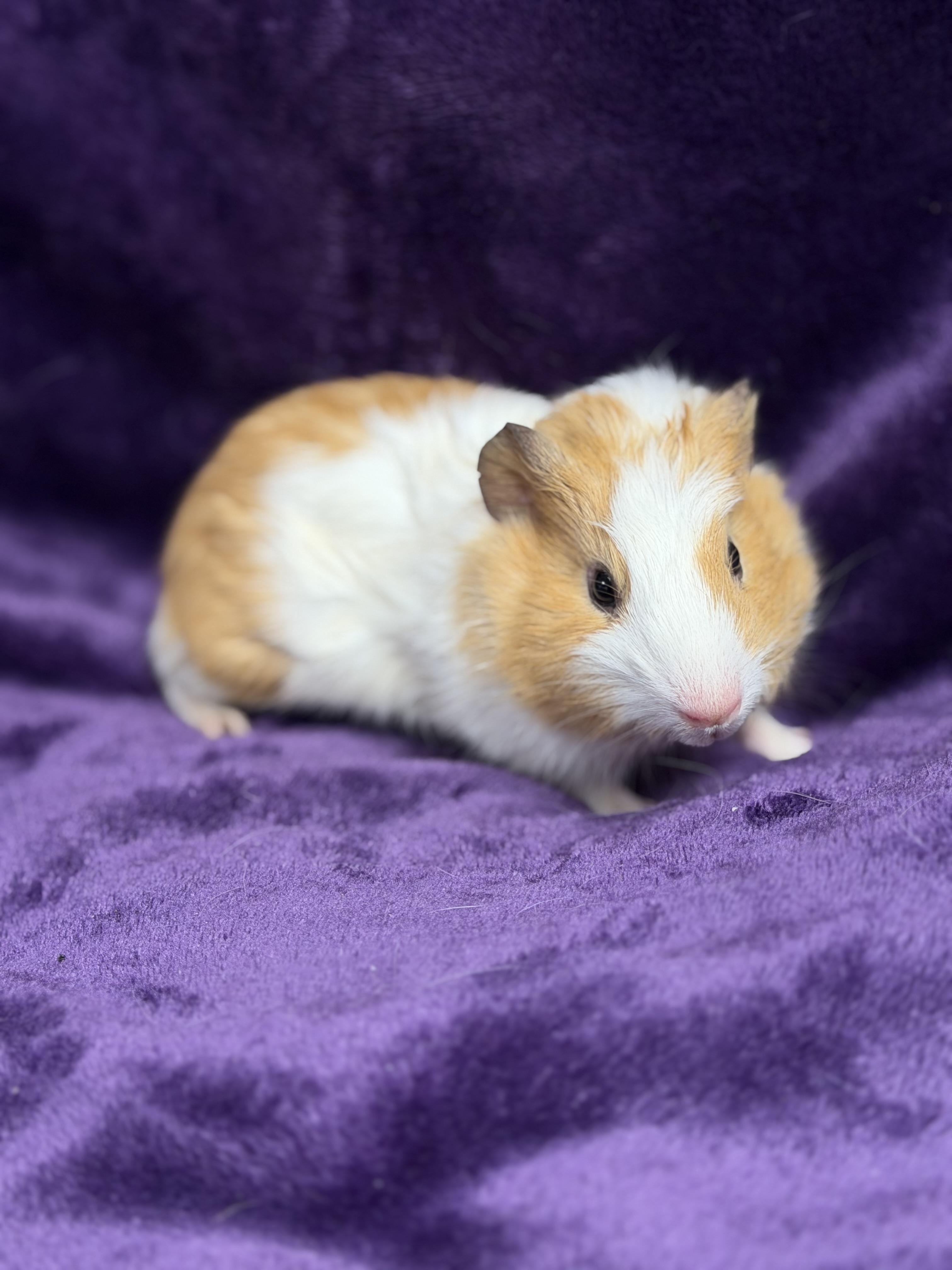 Enlarge Michelle: video!!, a ADOPTABLE Guinea Pig in Edinburg, PA image 3/6