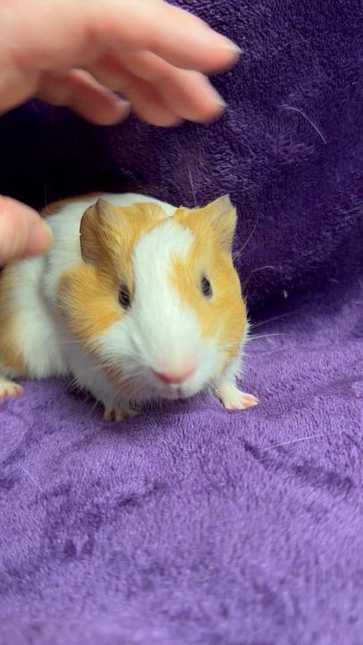 Enlarge Michelle: video!!, a ADOPTABLE Guinea Pig in Edinburg, PA video 4/6