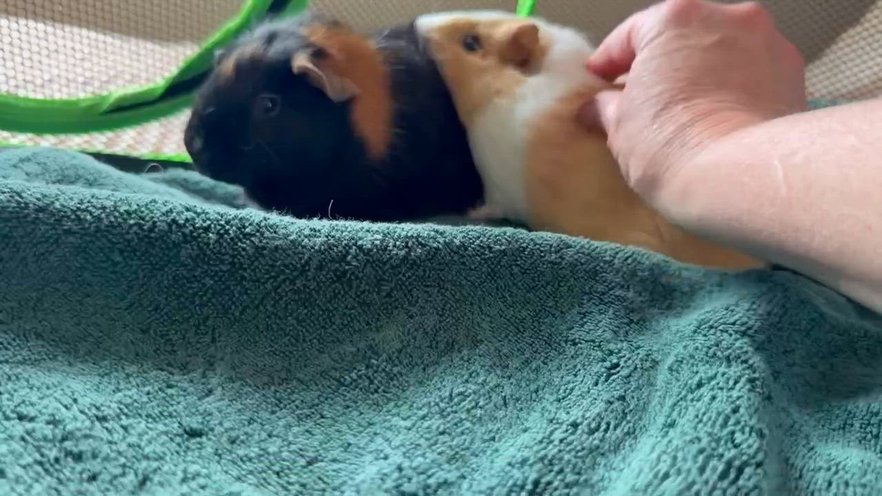 Enlarge Michelle: video!!, a ADOPTABLE Guinea Pig in Edinburg, PA video 5/6