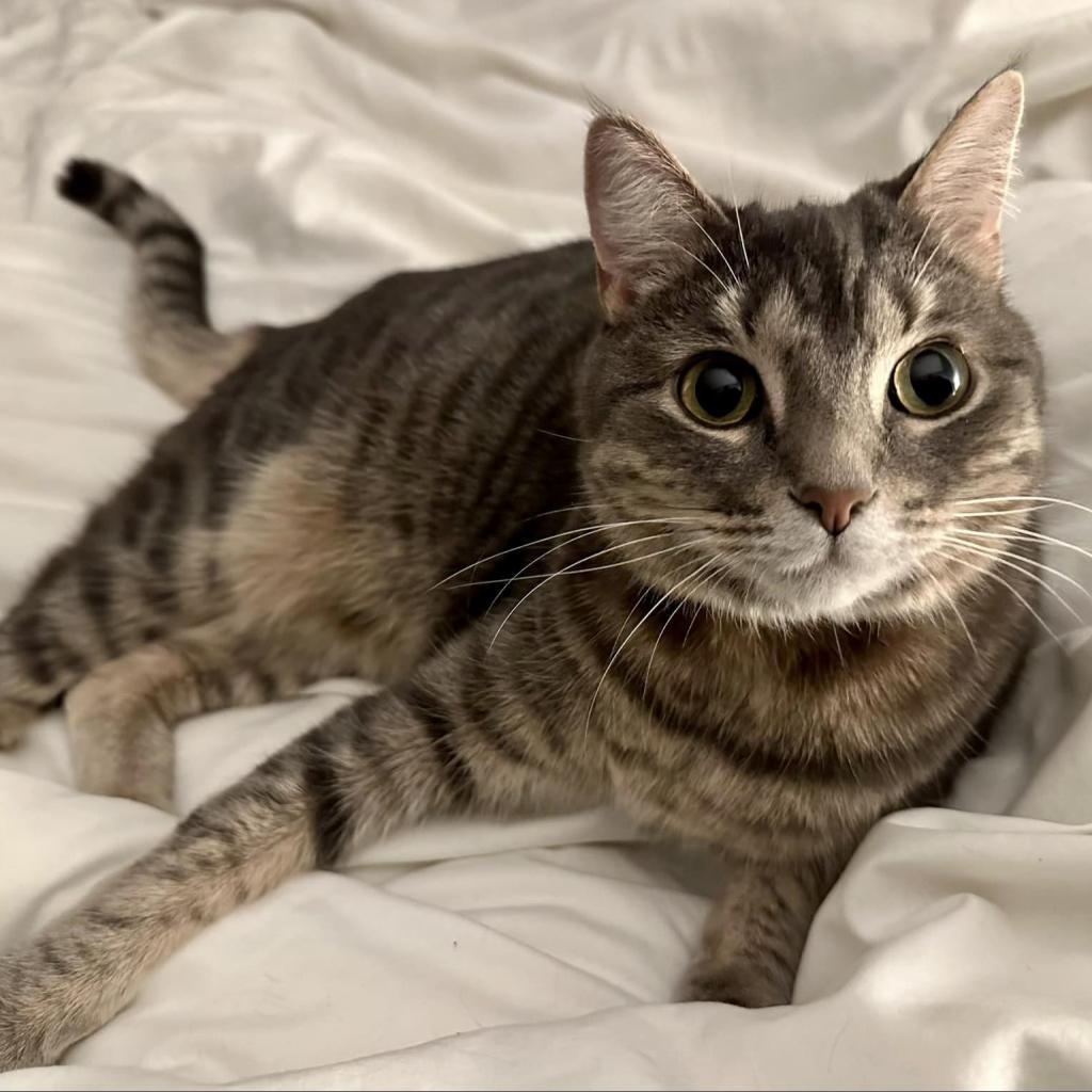 Enlarge Matcha, a Adoptable Domestic Short Hair in Franklin , IN image 1/5