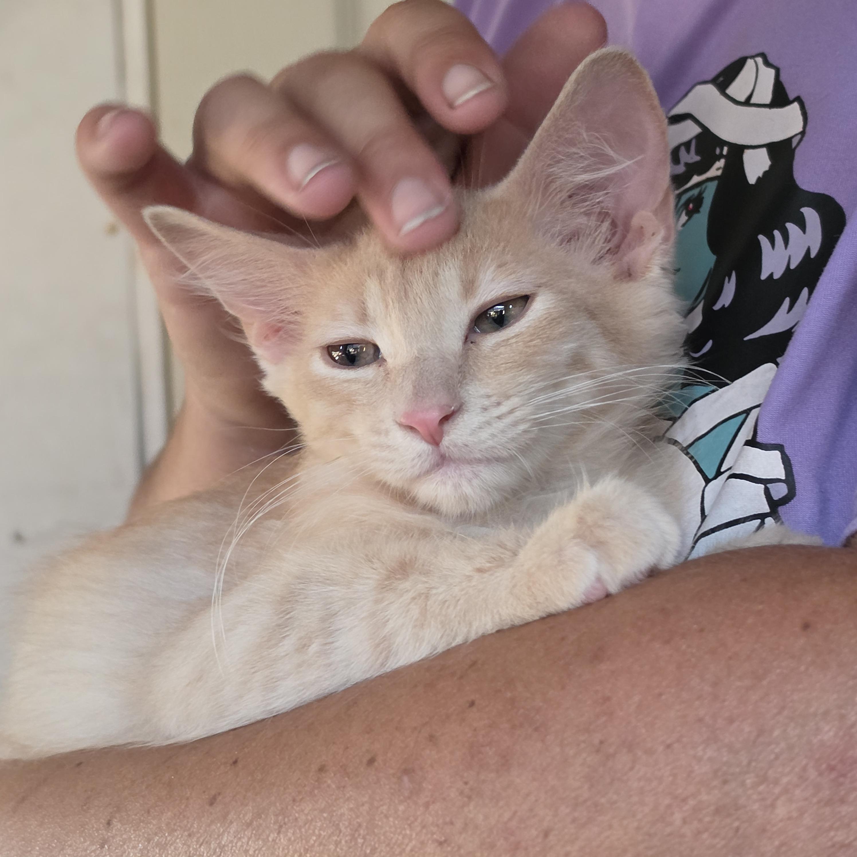 Enlarge Meatball, a Adopted Tabby in Springfield, OR image 2/3