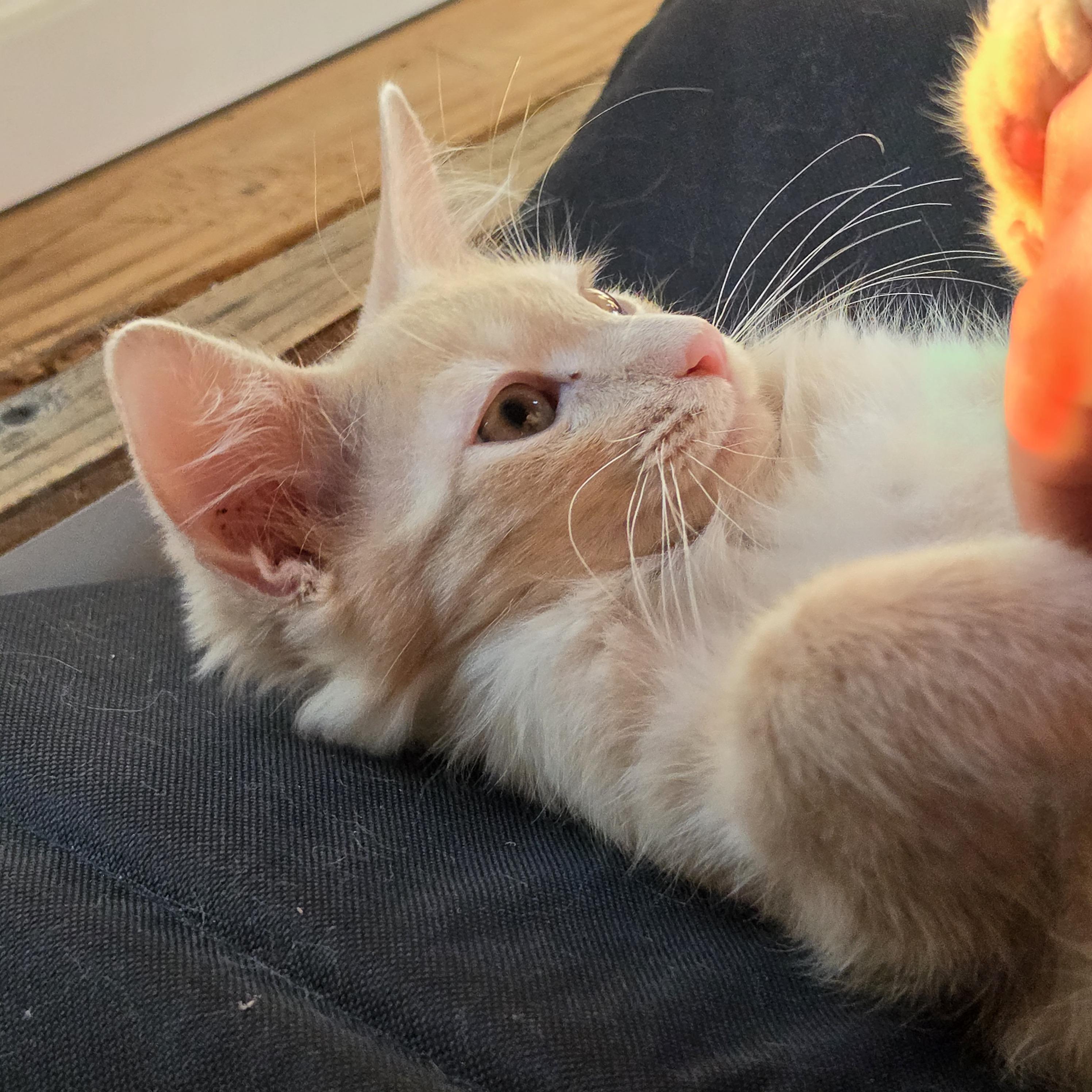 Meatball, Adopted, Kitten Male Tabby.