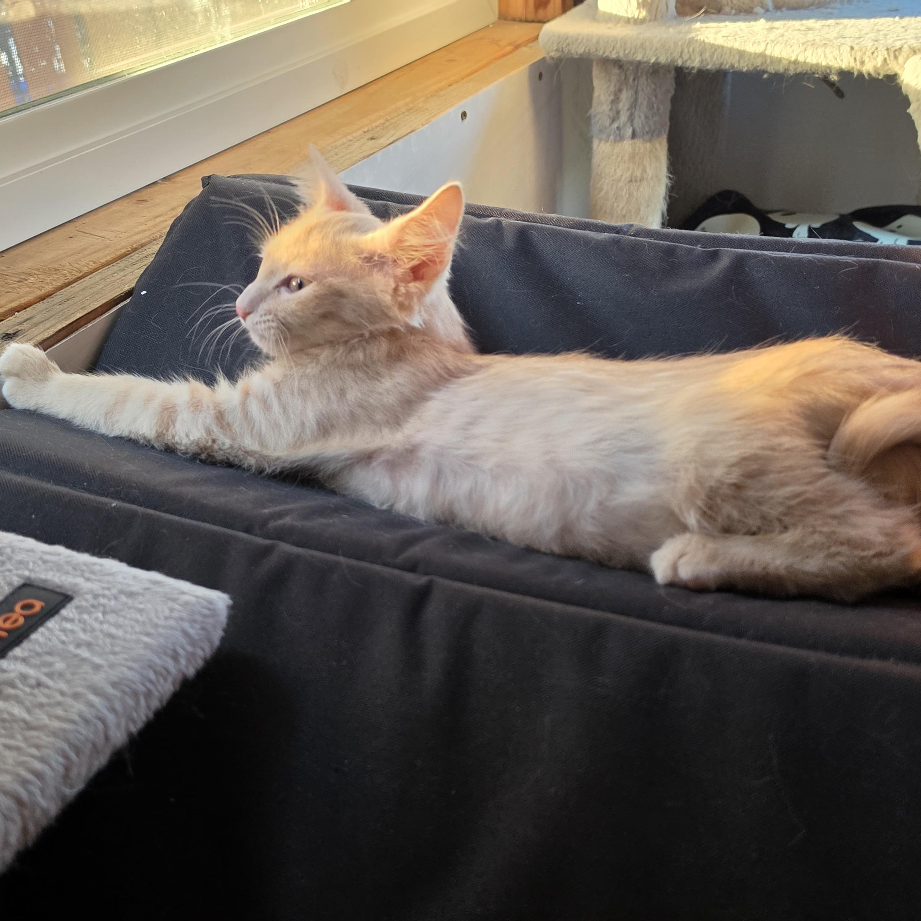 Enlarge Meatball, a Adopted Tabby in Springfield, OR image 3/3