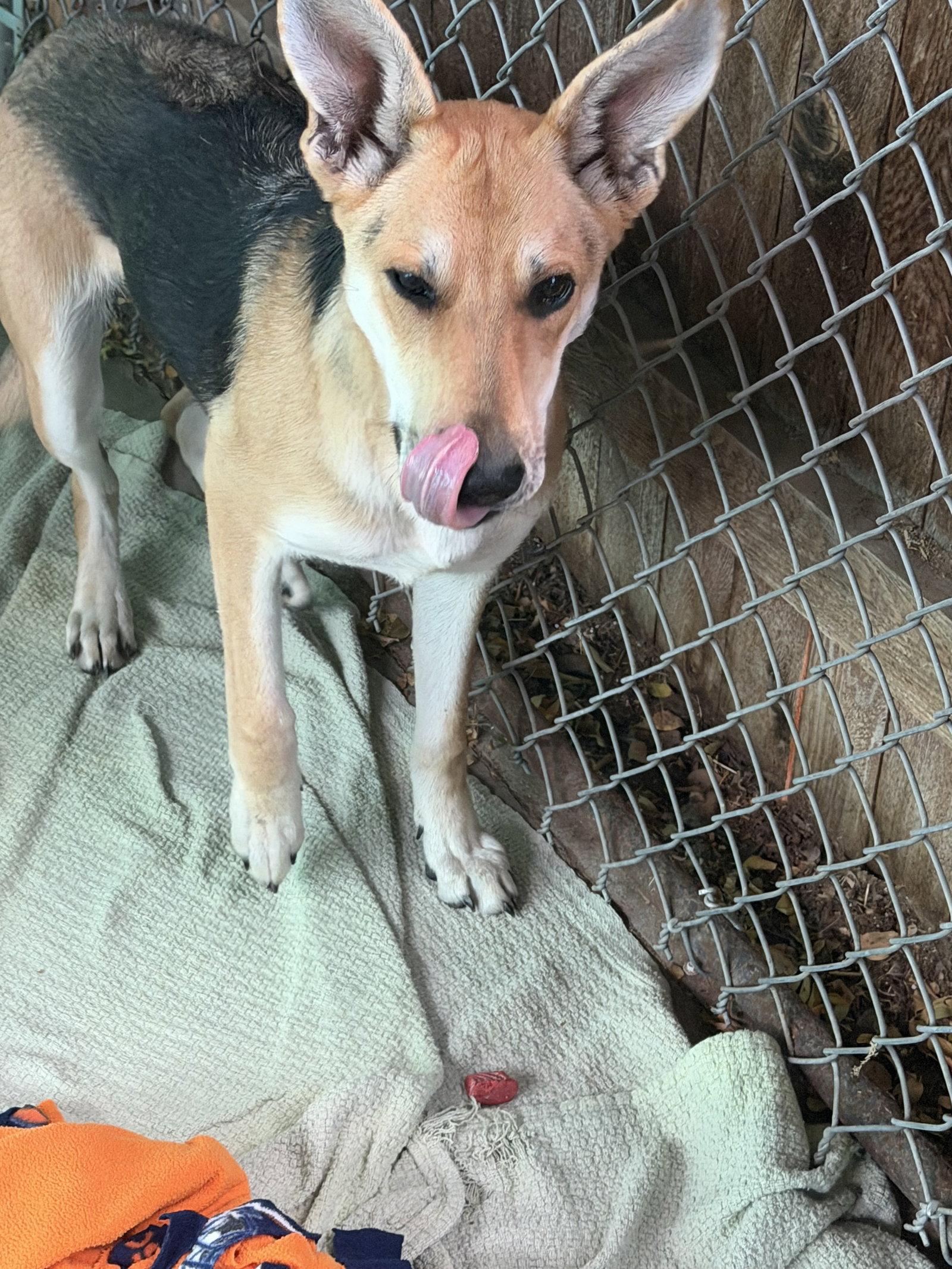 Foxy, Adoptable, Adult Female Carolina Dog & German Shepherd Dog.