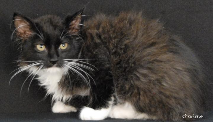 Tiptoe, Adopted, Young Male Domestic Medium Hair.
