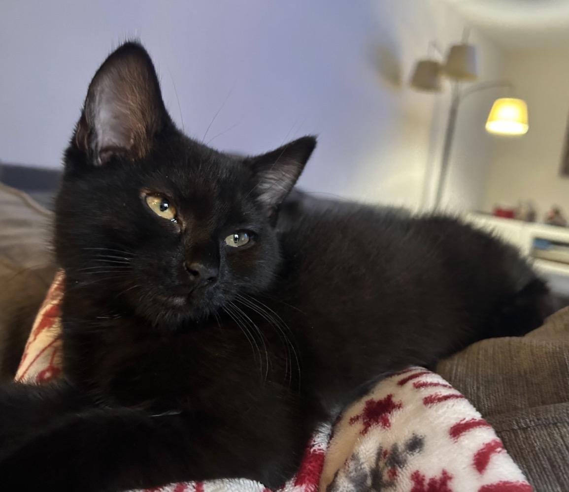 Mikey D, an adopted Domestic Short Hair in Maineville, OH image 2/3