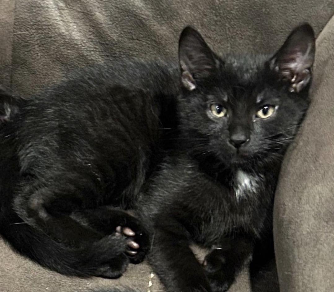 Mikey D, an adopted Domestic Short Hair in Maineville, OH image 3/3